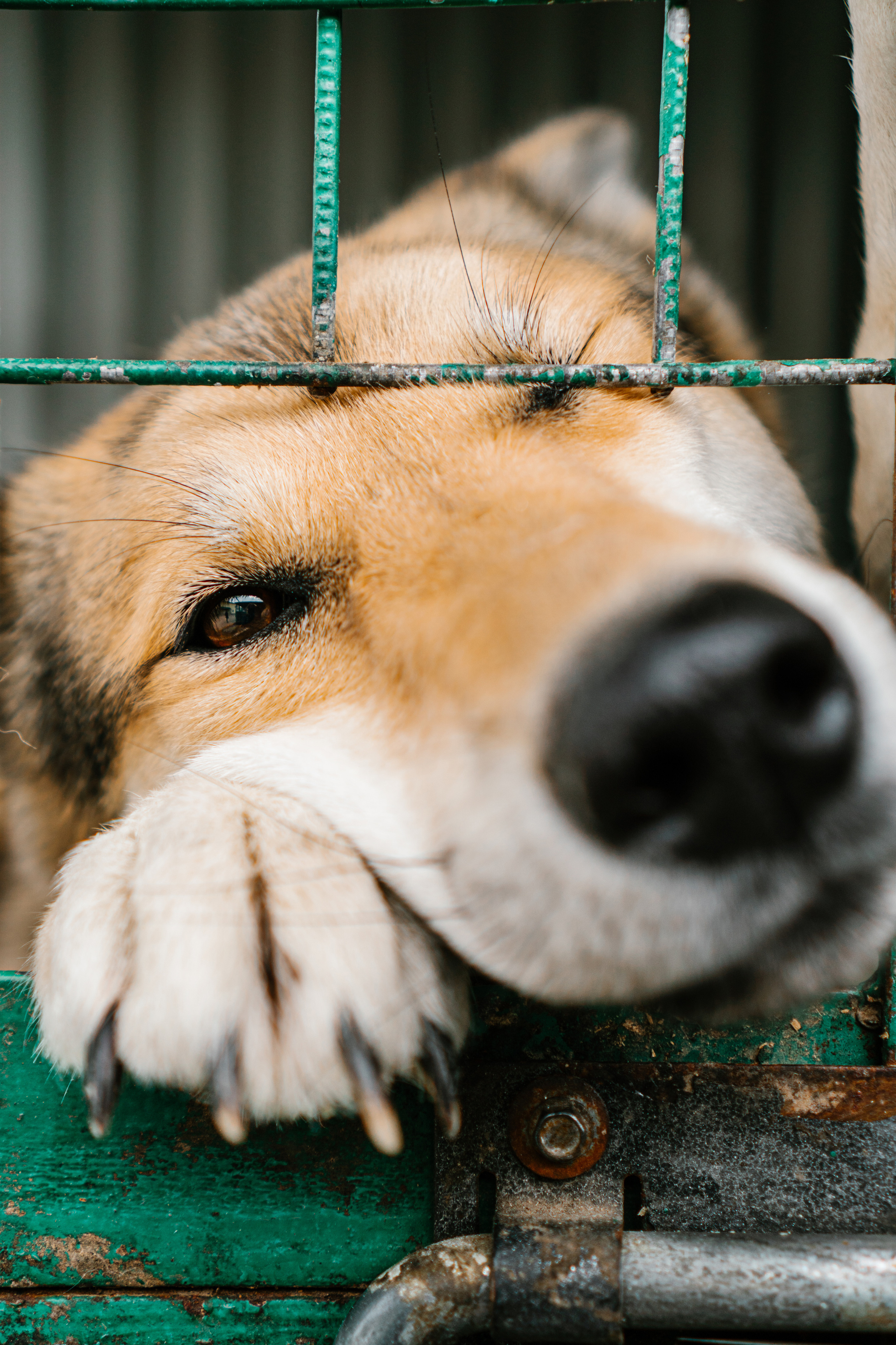 Съемка собак для приюта дляживотных. Семейный фотограф в Москве Ирина Жур