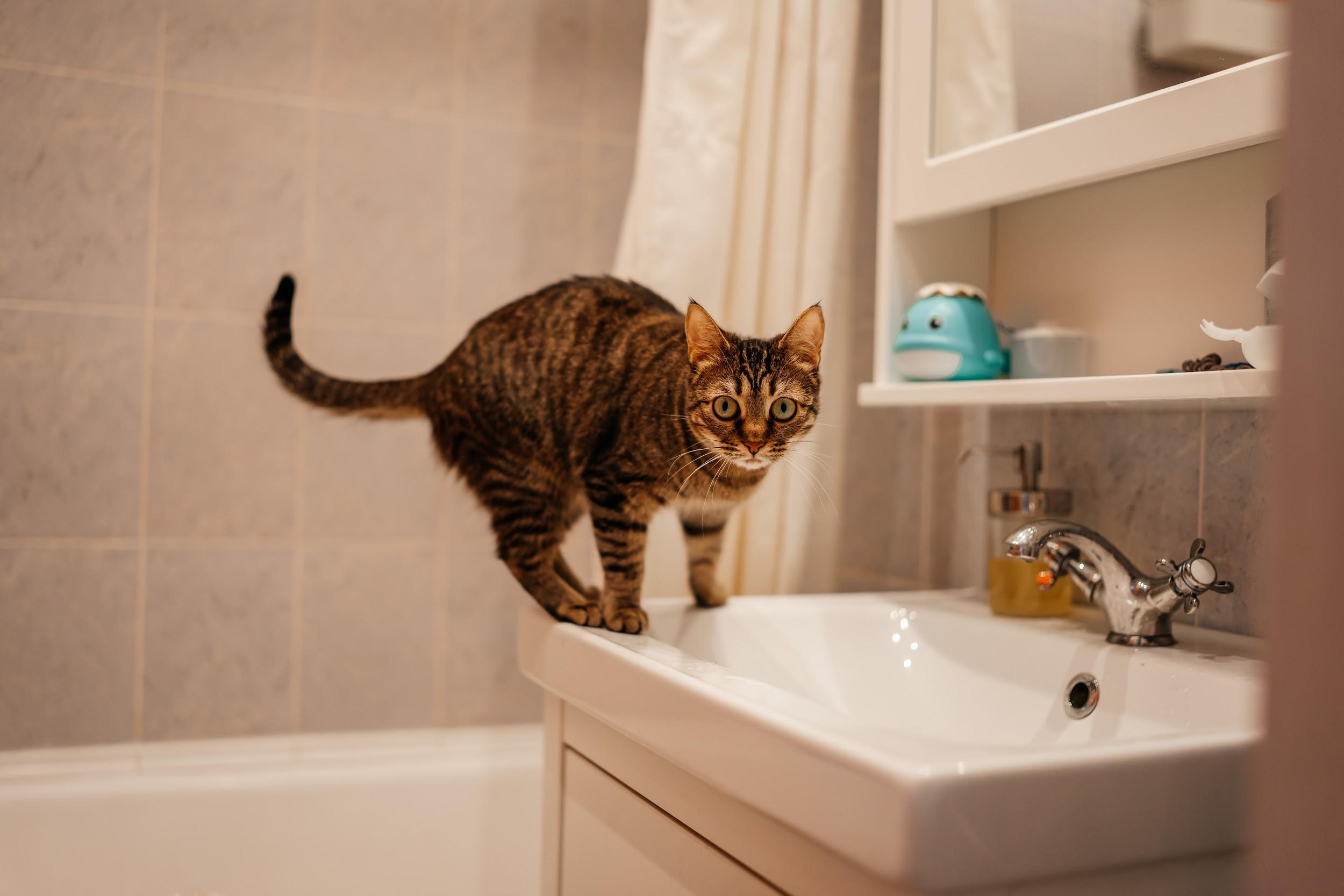 Домашние питомцы. Семейный фотограф в Москве Ирина Жур