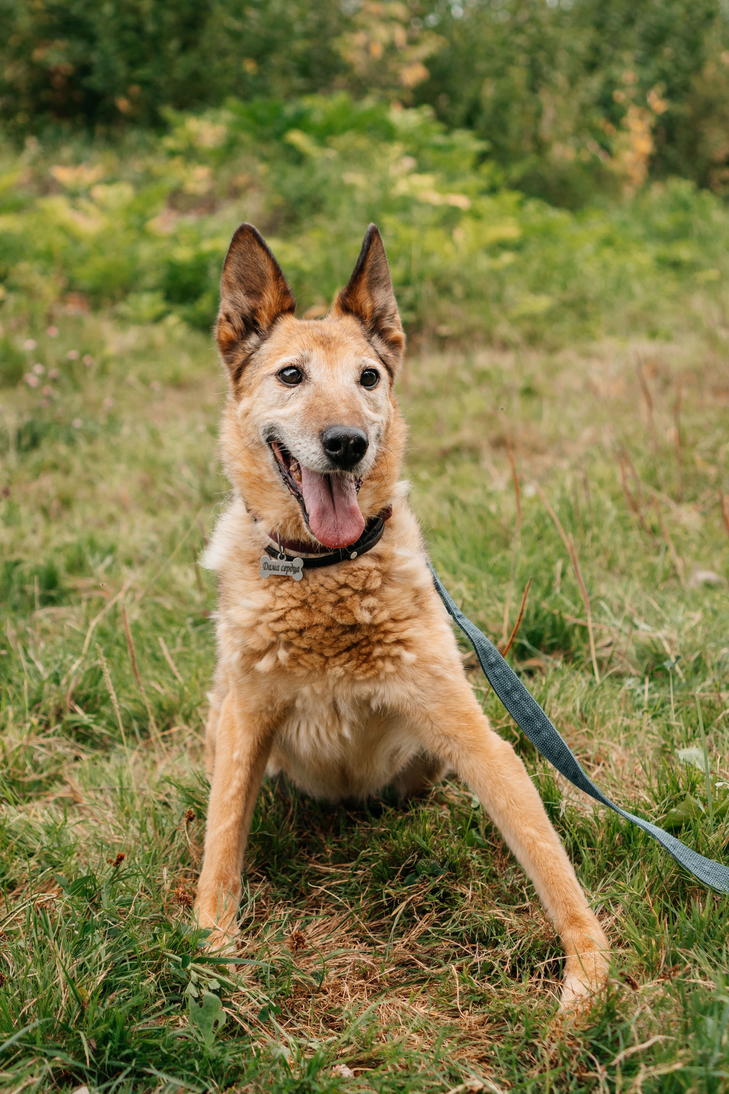 Съемка животных в приюте для собак Fund4Dogs. Семейный фотограф в Москве Ирина Жур