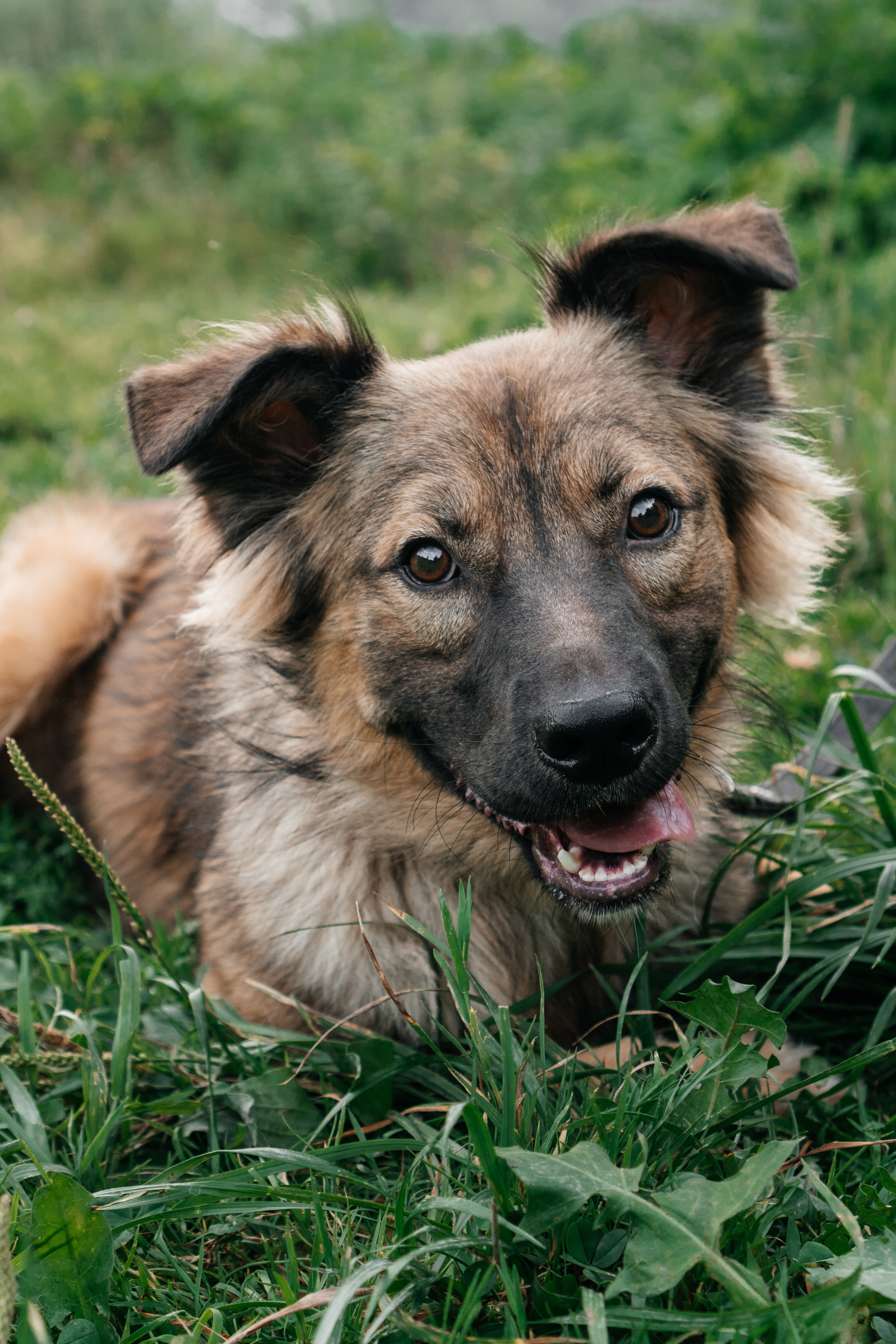 фотосессия собак для приютов