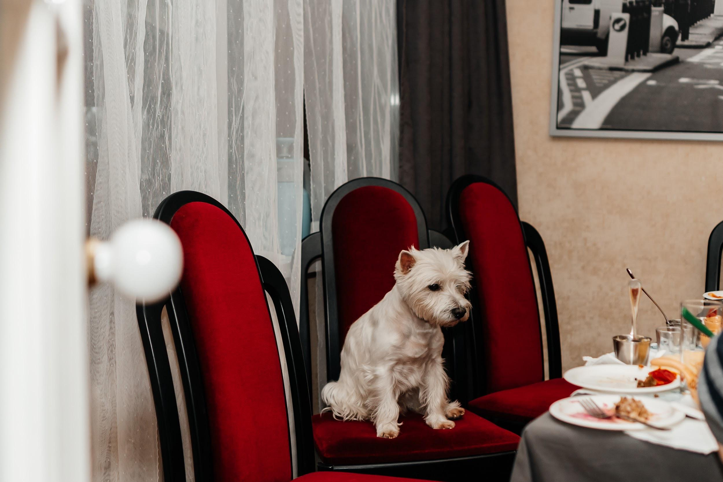 грустный пес сидит за столом