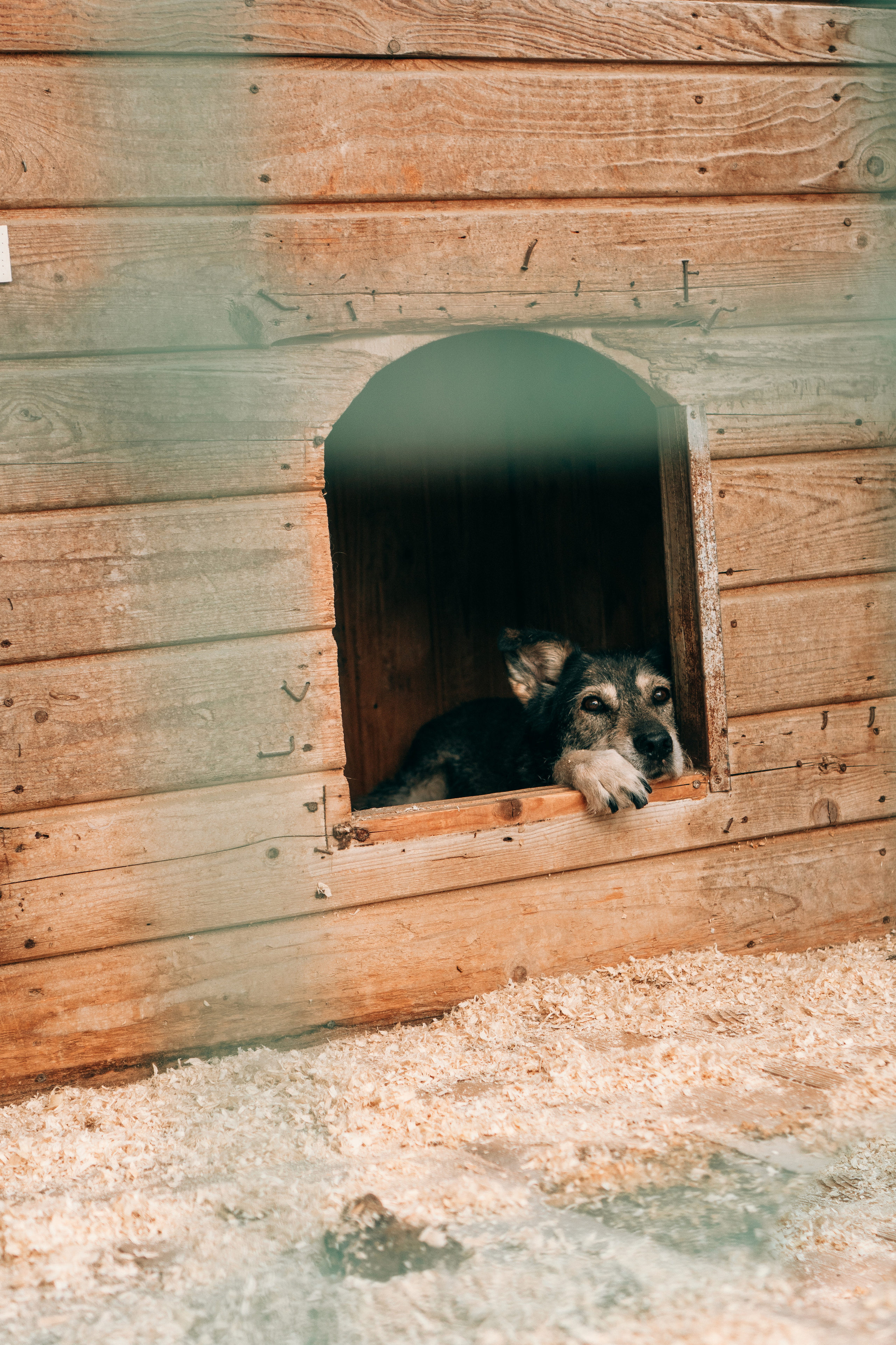 Съемка животных в приюте для собак Fund4Dogs. Семейный фотограф в Москве Ирина Жур