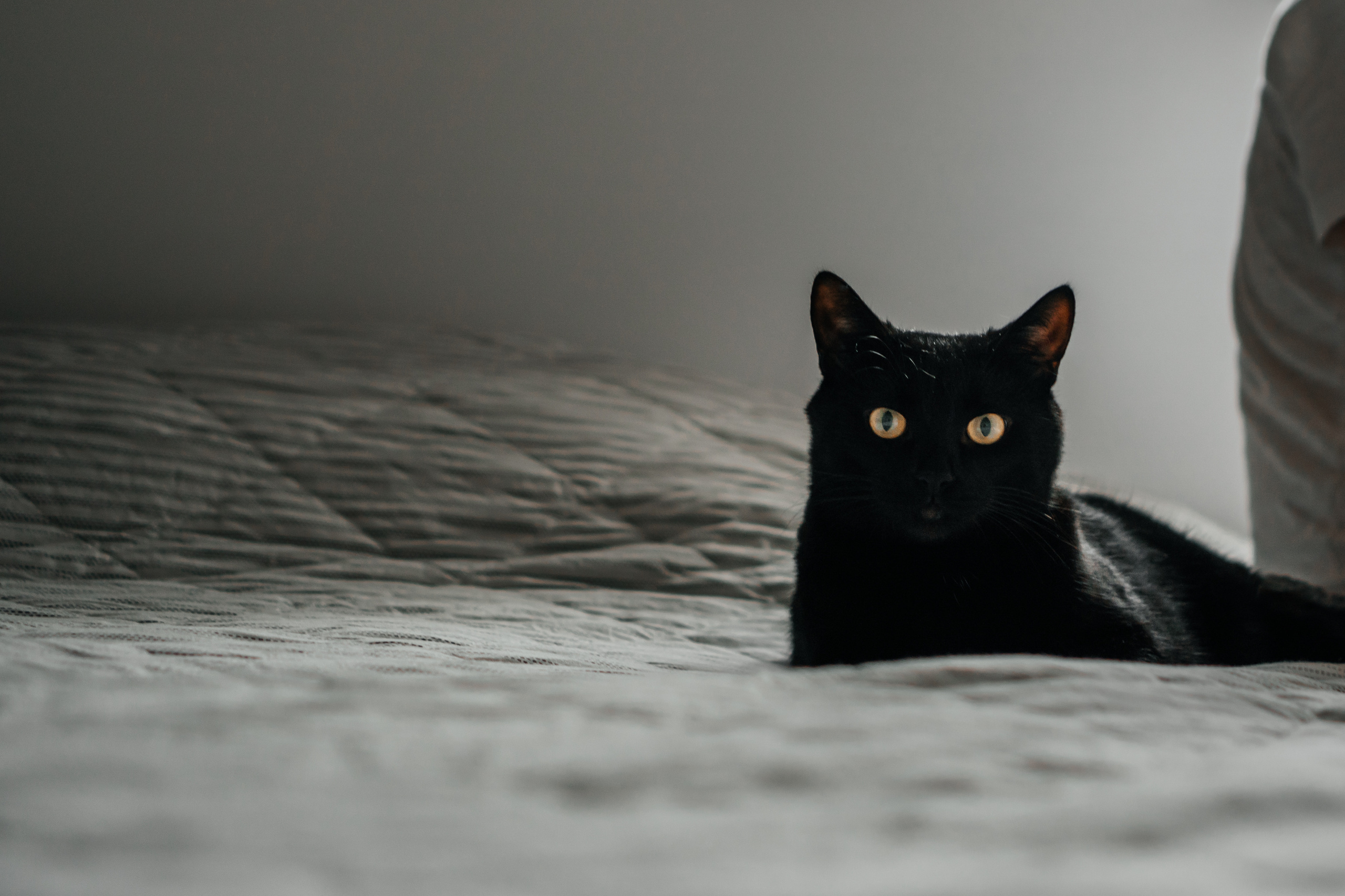 черный домашний кот лежит на диване