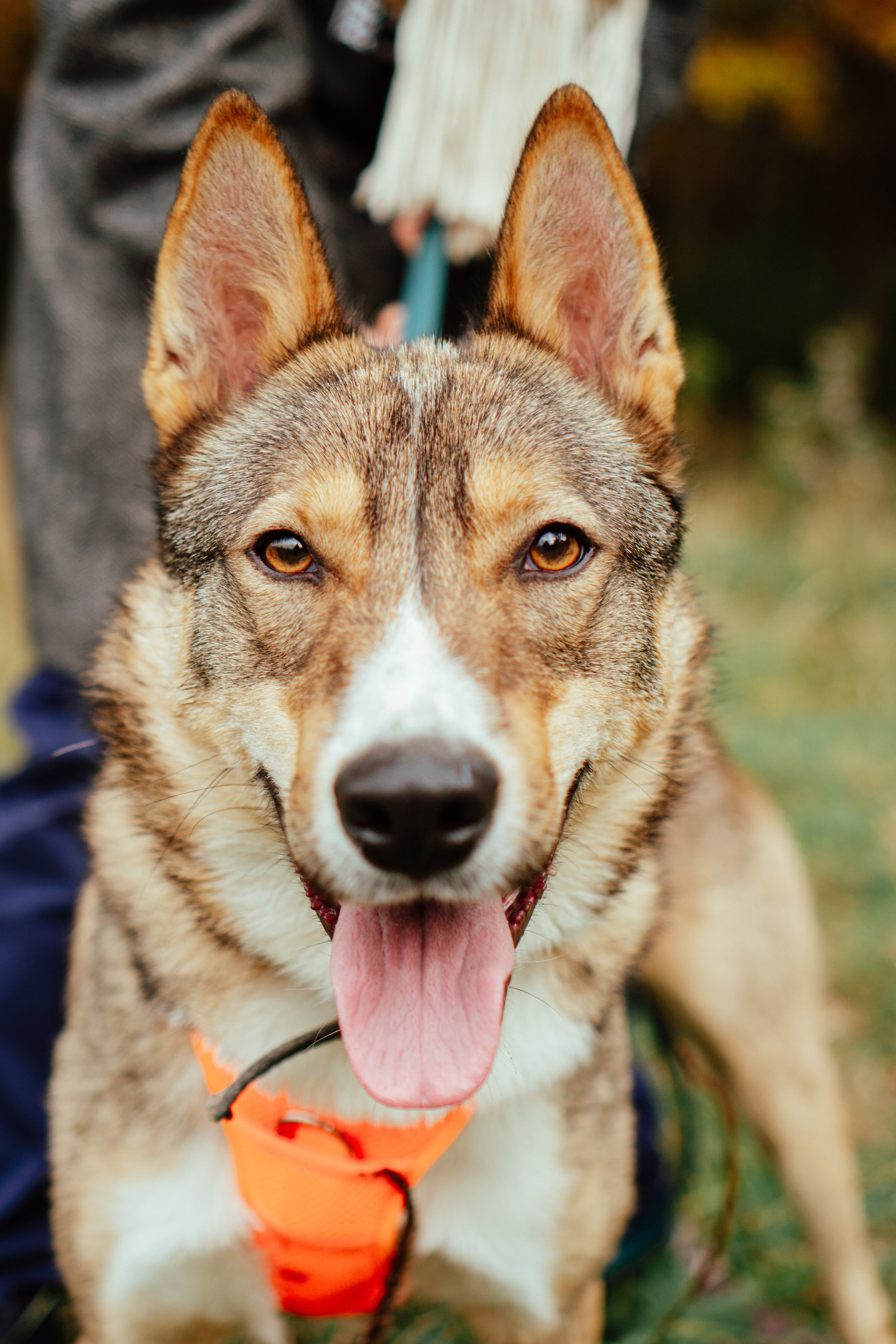 Съемка собак для приюта дляживотных. Семейный фотограф в Москве Ирина Жур