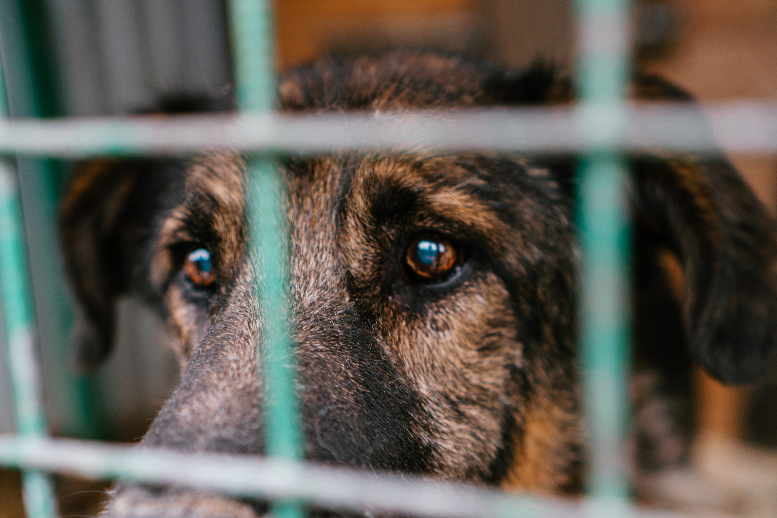 фотосессия собак для собачих приютов