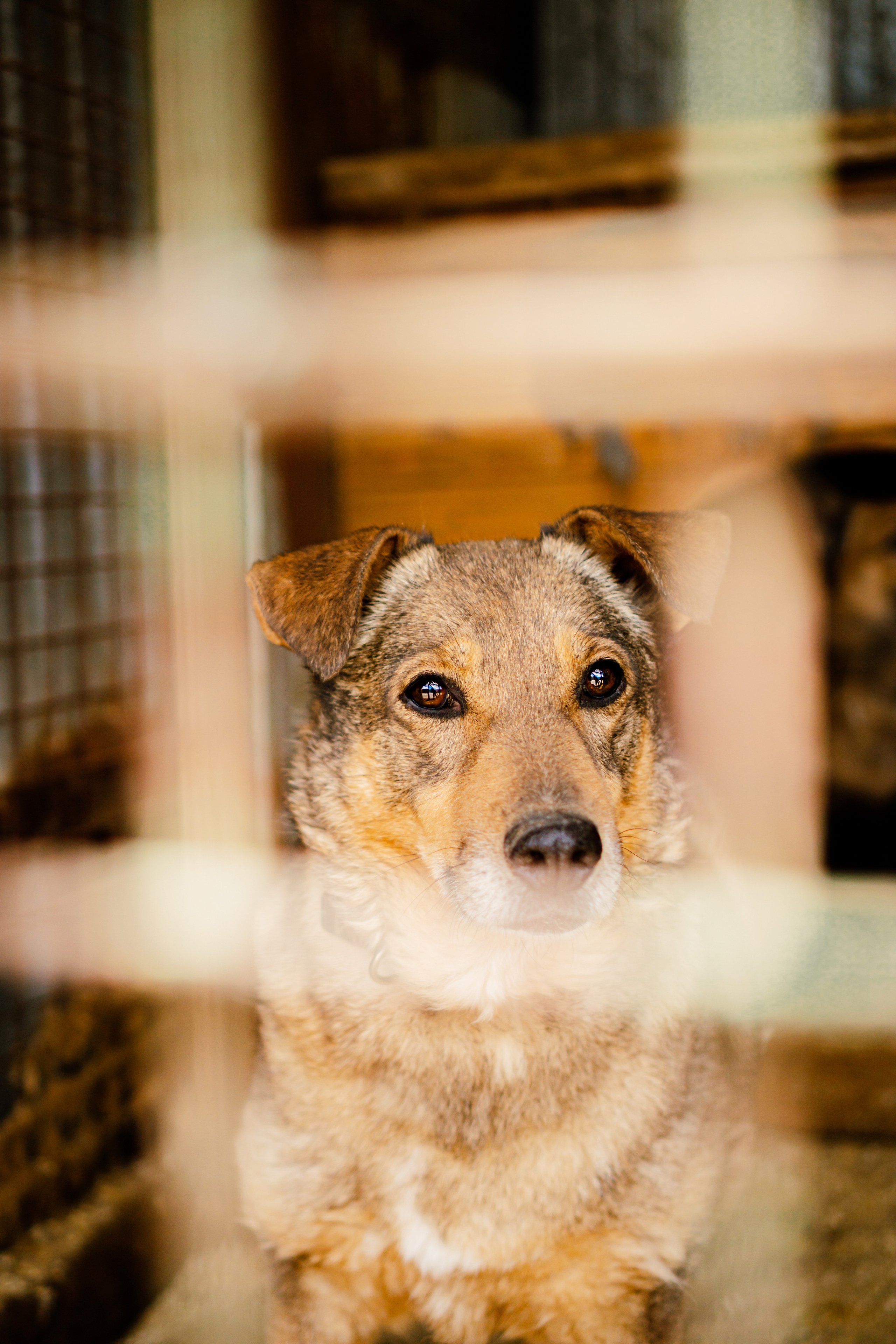 Съемка животных в приюте для собак Fund4Dogs. Семейный фотограф в Москве Ирина Жур