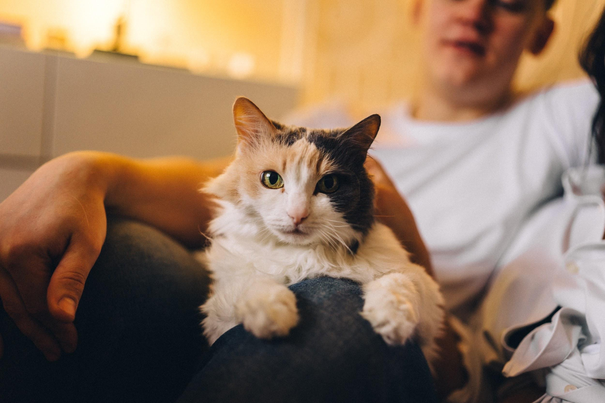 Домашние питомцы. Семейный фотограф в Москве Ирина Жур
