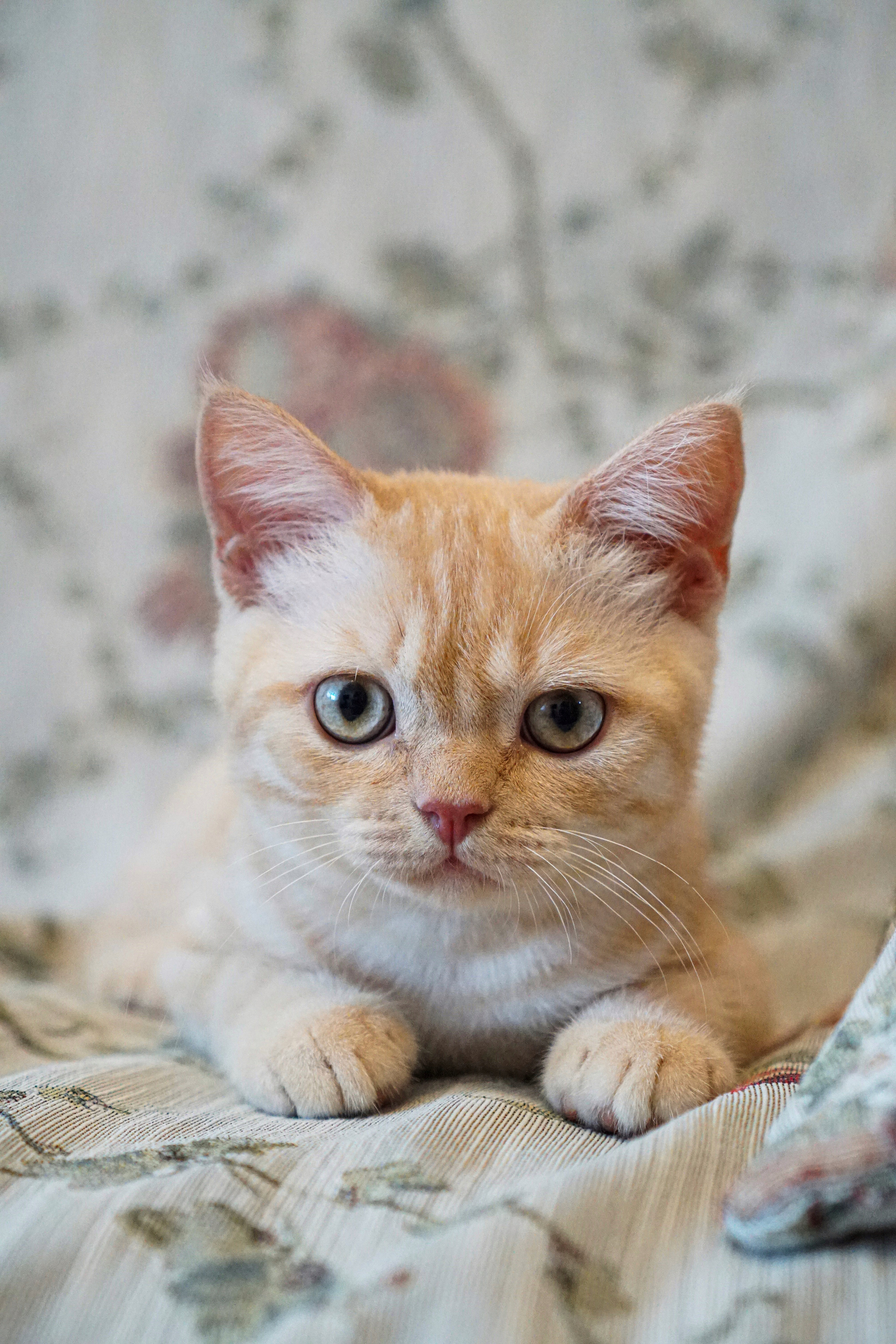 Домашние питомцы. Семейный фотограф в Москве Ирина Жур