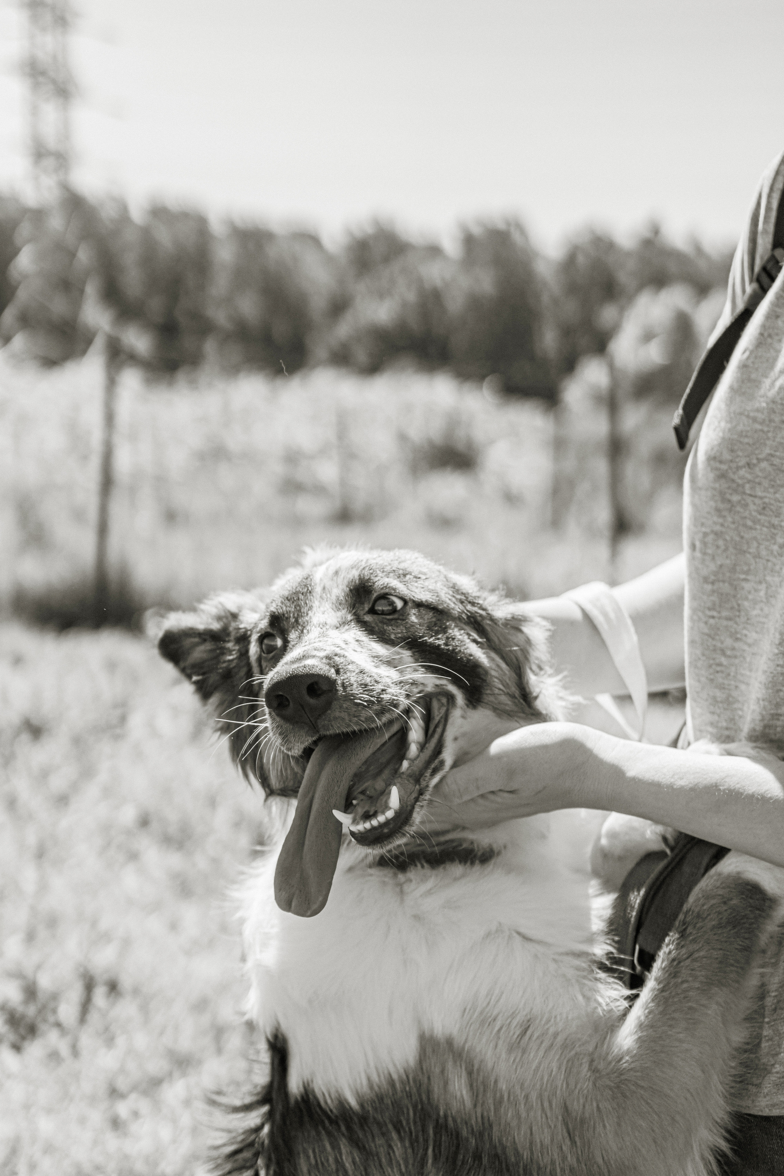 Съемка животных в приюте для собак Fund4Dogs. Семейный фотограф в Москве Ирина Жур