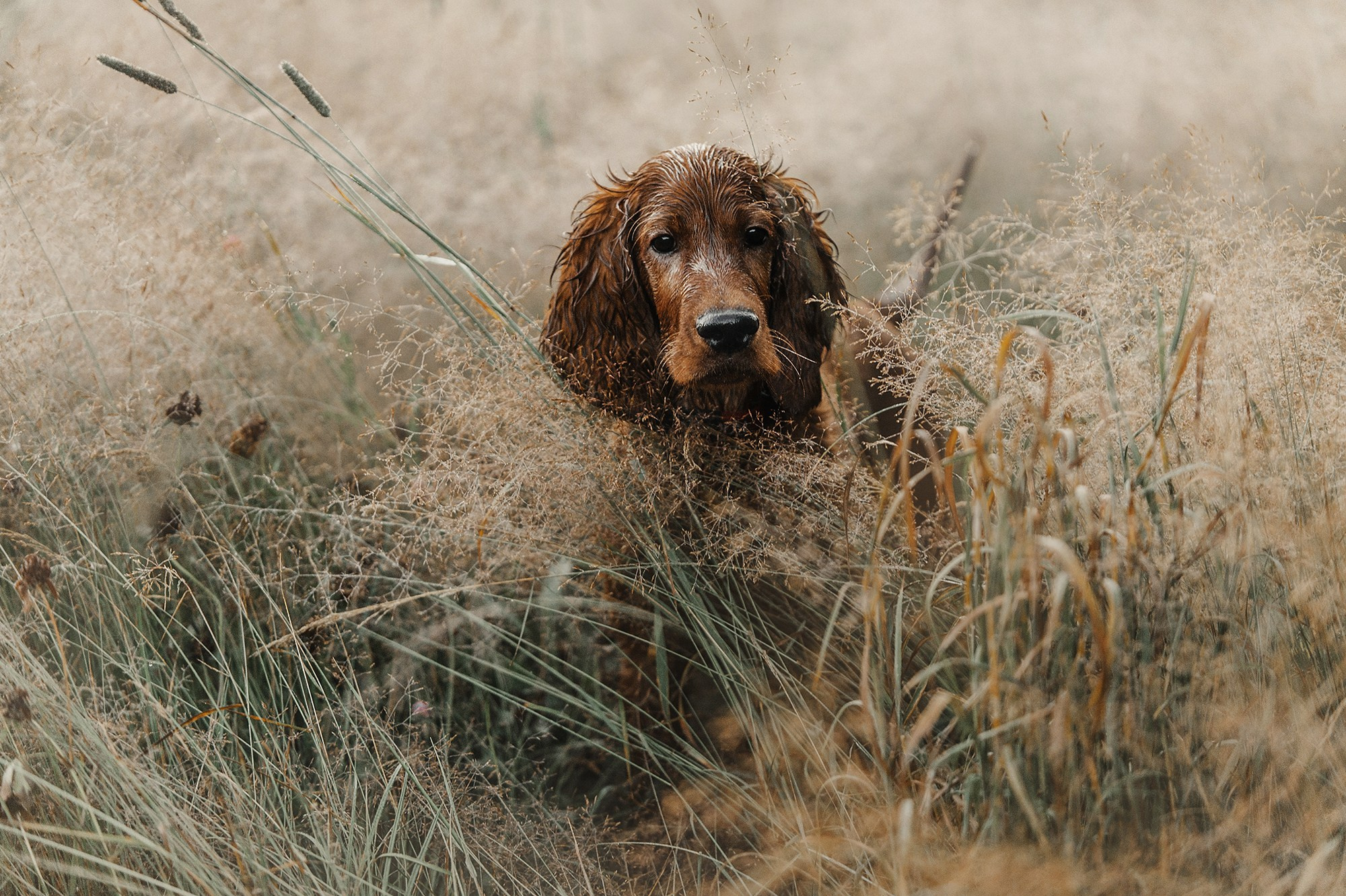 Питомец в кадре. Фотограф Анна Тюрина