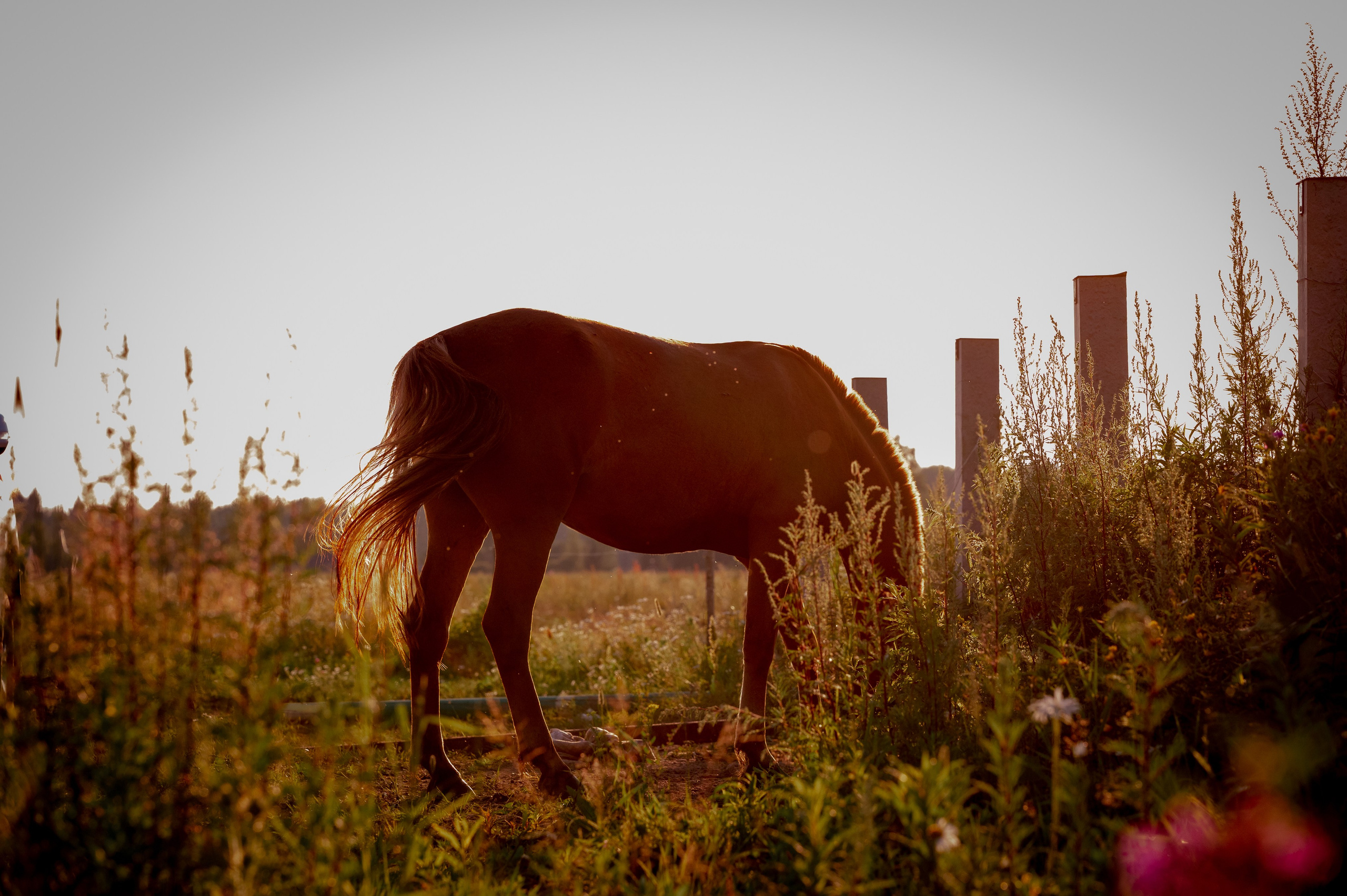 Фотограф-анималист в Санкт-Петербурге Анастасия Иванова