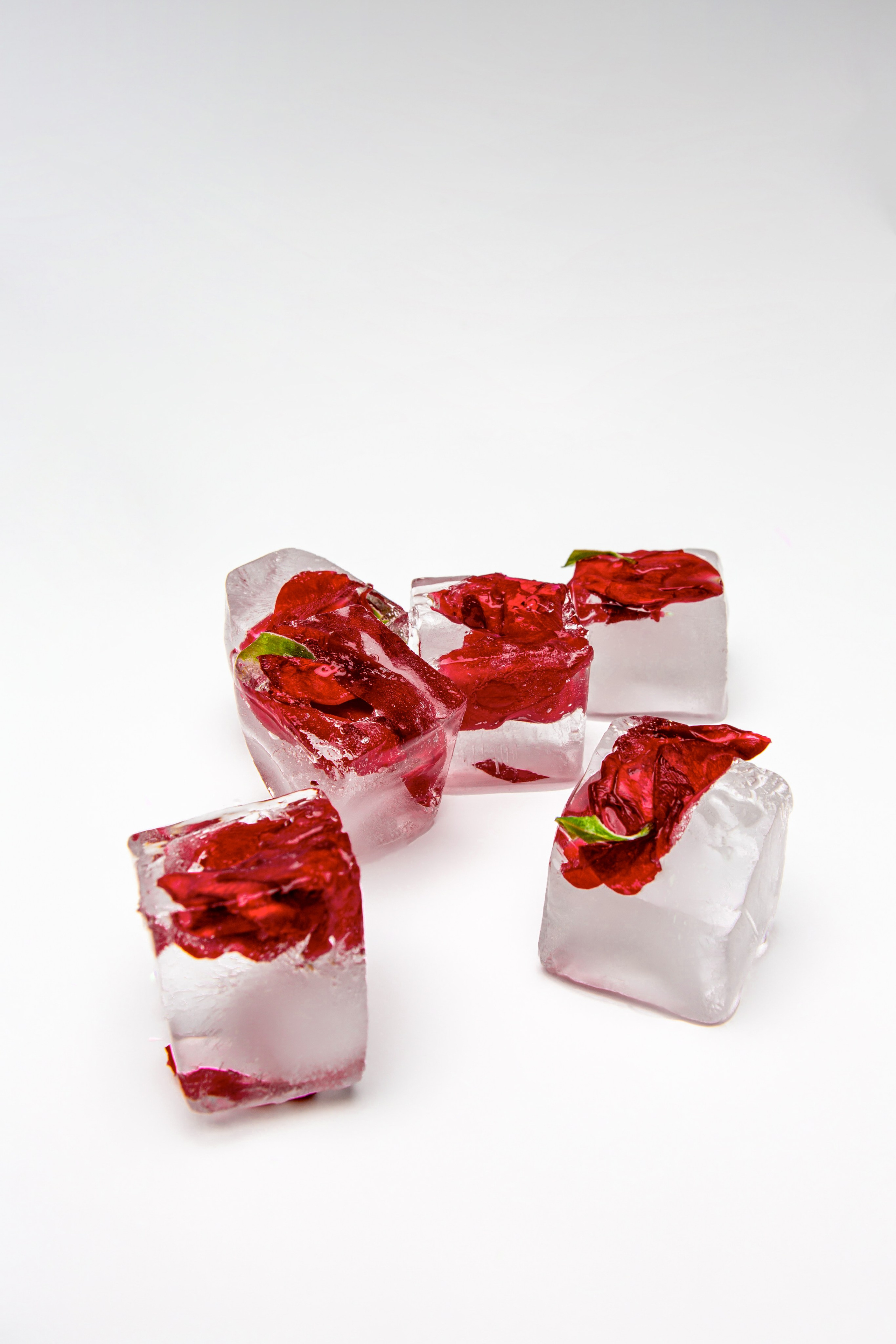 Алая роза. Фотограф Екатерина Голицына