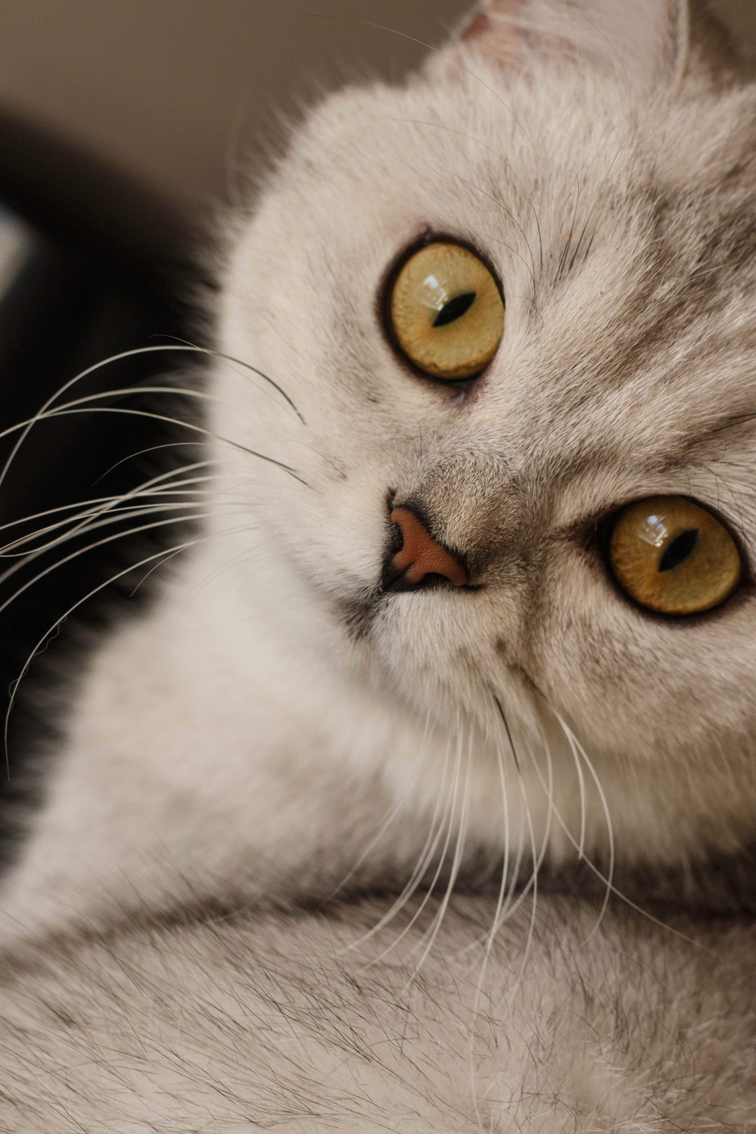 NASTYA & KITTI. Бережно сохраняю ваши чувства и истории на своих фотографиях