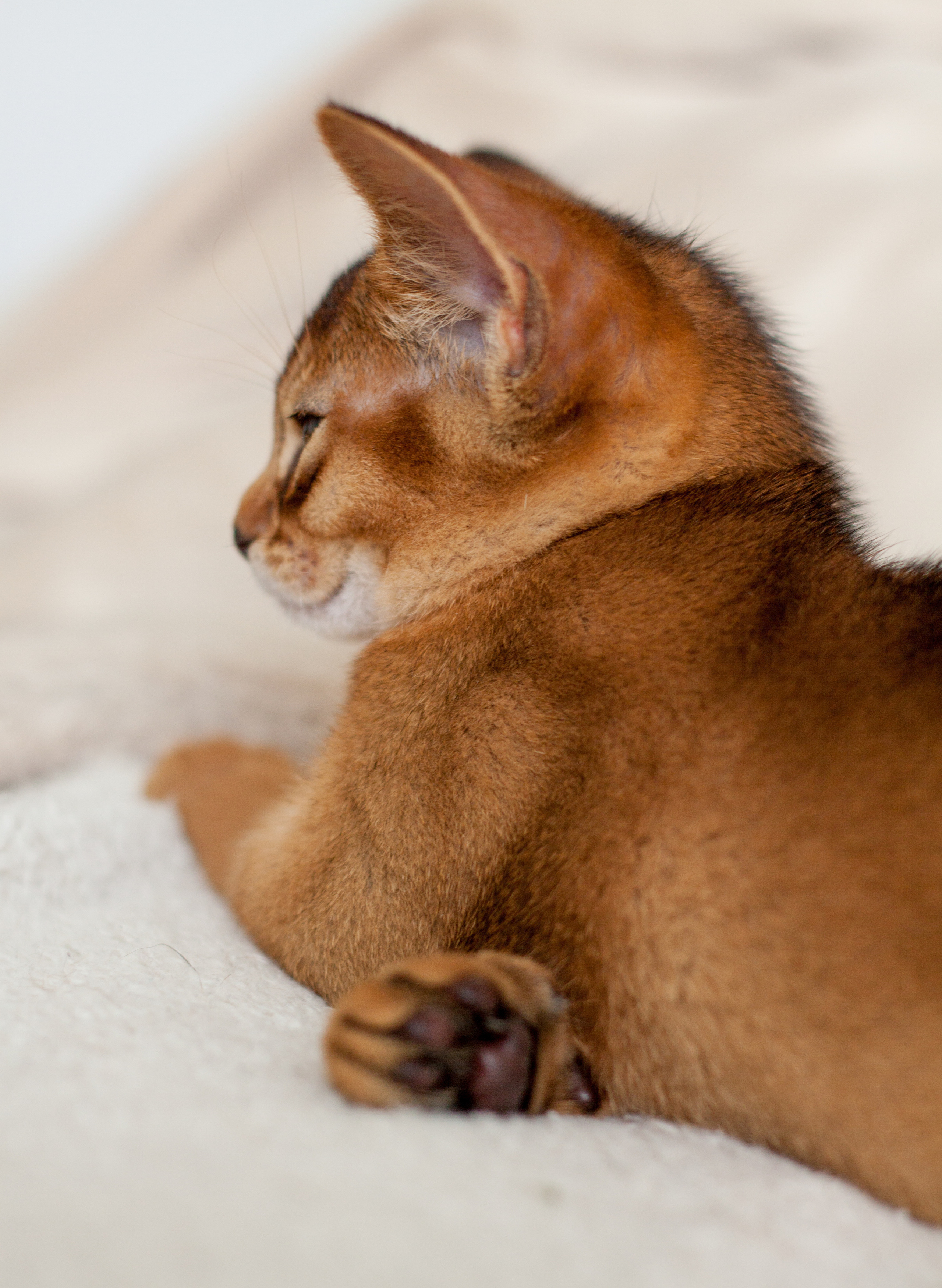 Абессинки. Фотограф жизни в Ижевске Виктория Аксючиц