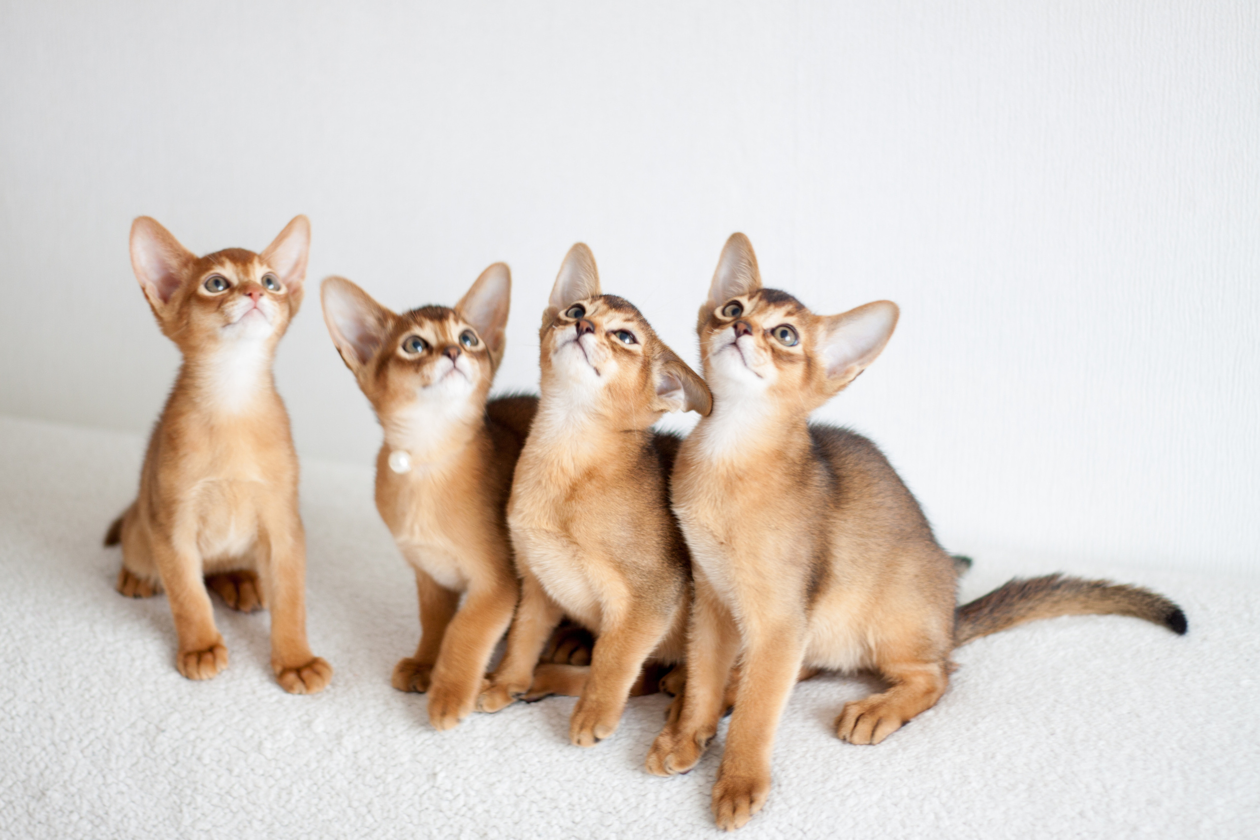 Абессинки. Фотограф жизни в Ижевске Виктория Аксючиц