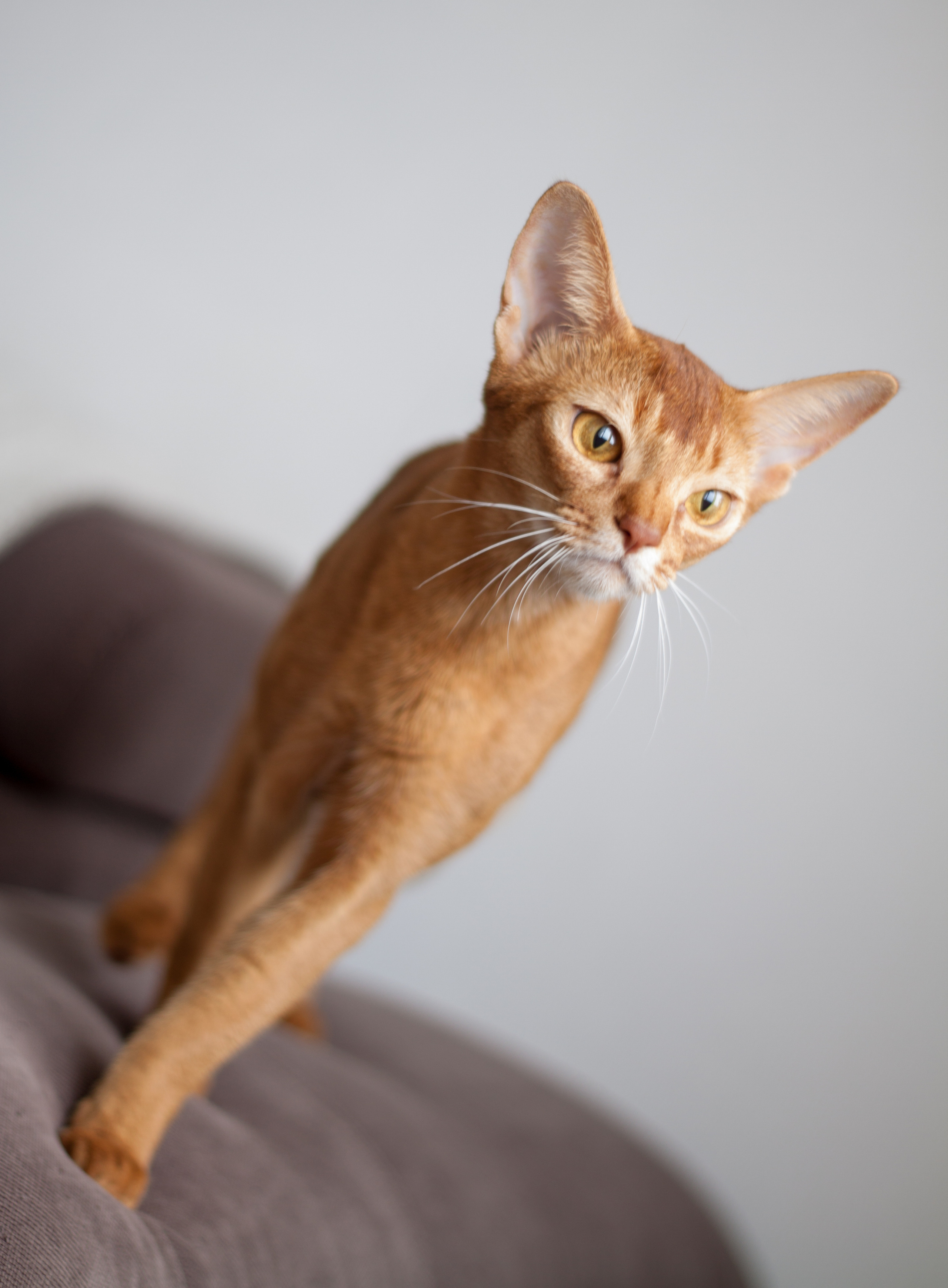 Абессинки. Фотограф жизни в Ижевске Виктория Аксючиц