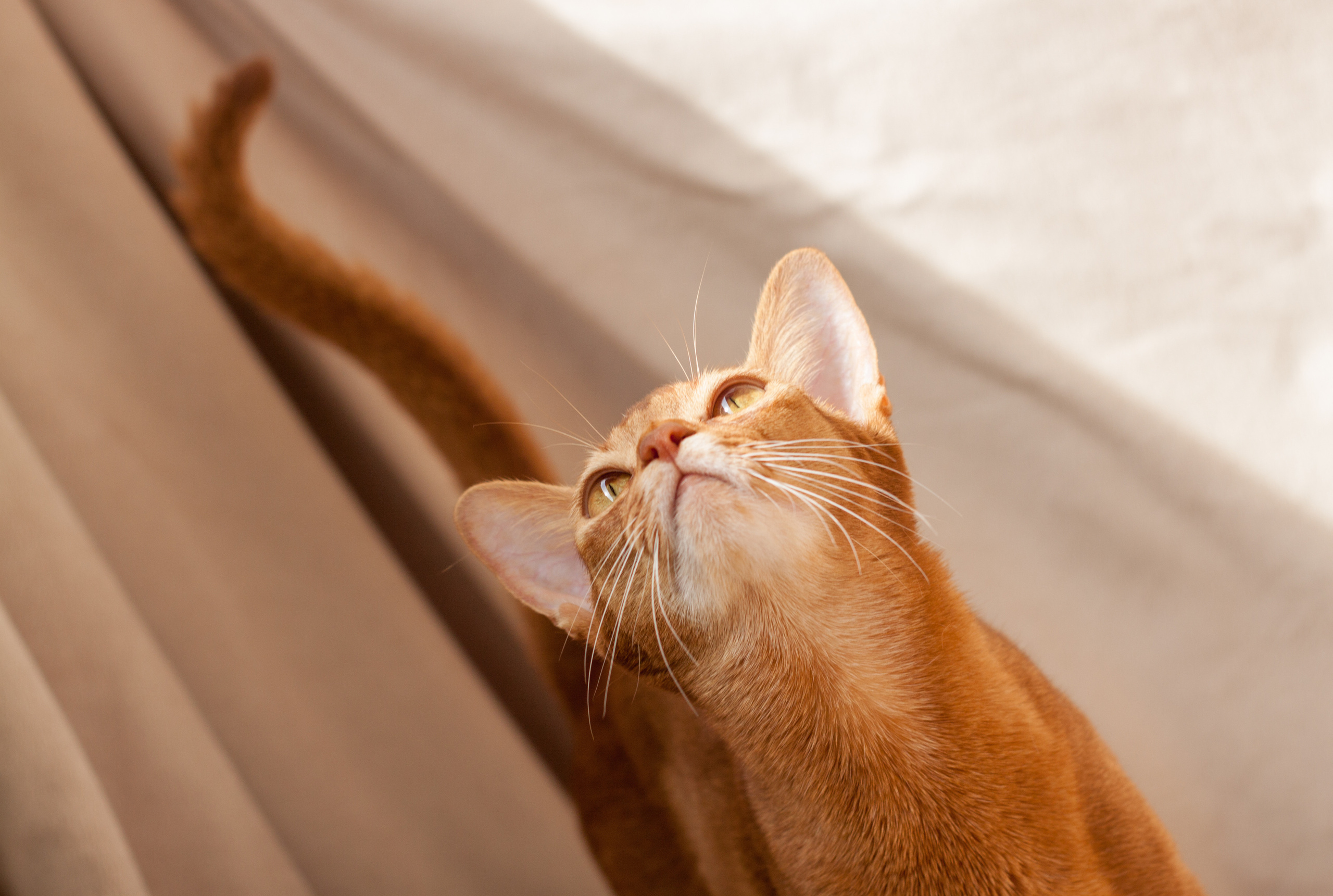 Абессинки. Фотограф жизни в Ижевске Виктория Аксючиц