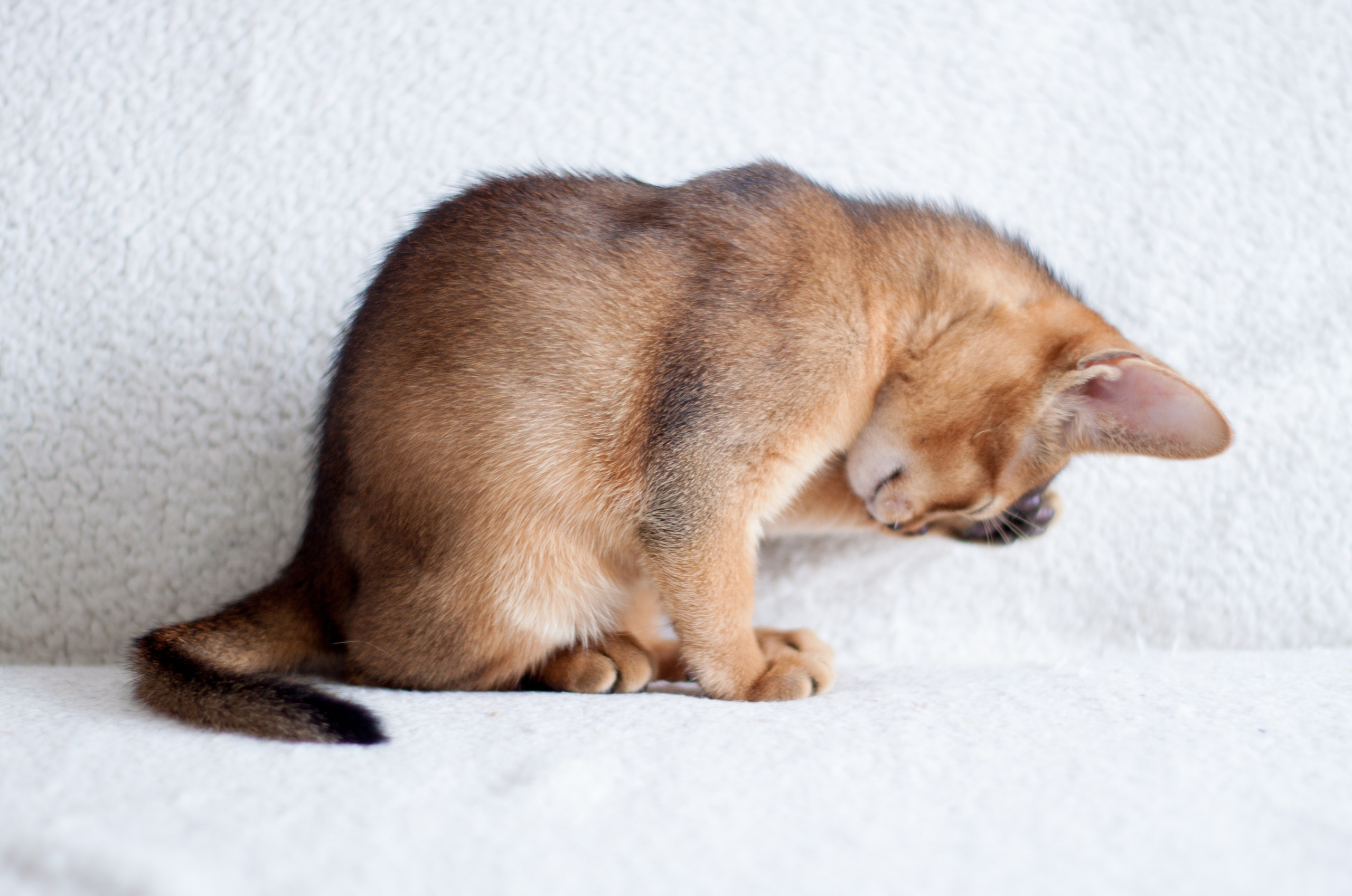 Абессинки. Фотограф жизни в Ижевске Виктория Аксючиц
