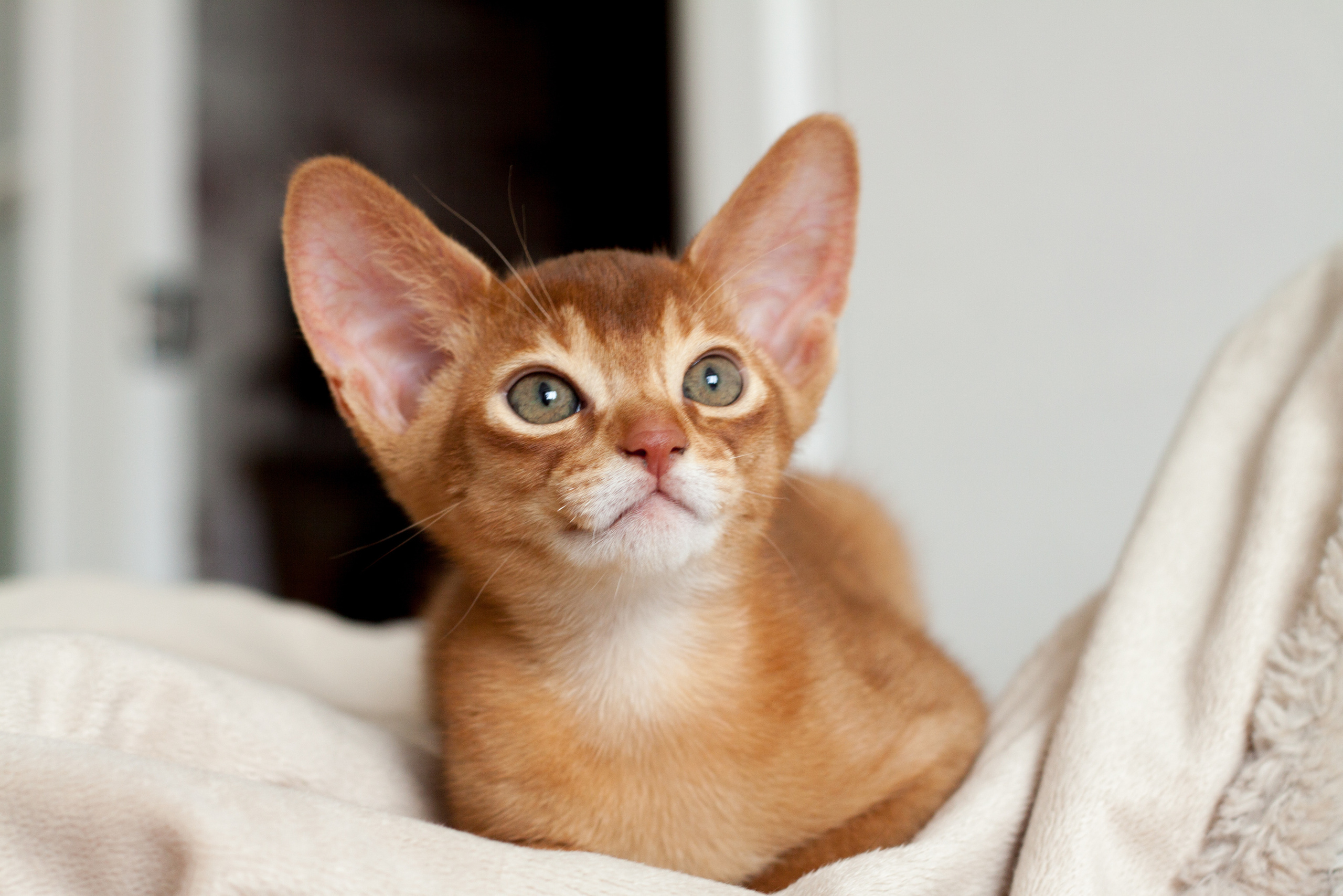 Абессинки. Фотограф жизни в Ижевске Виктория Аксючиц