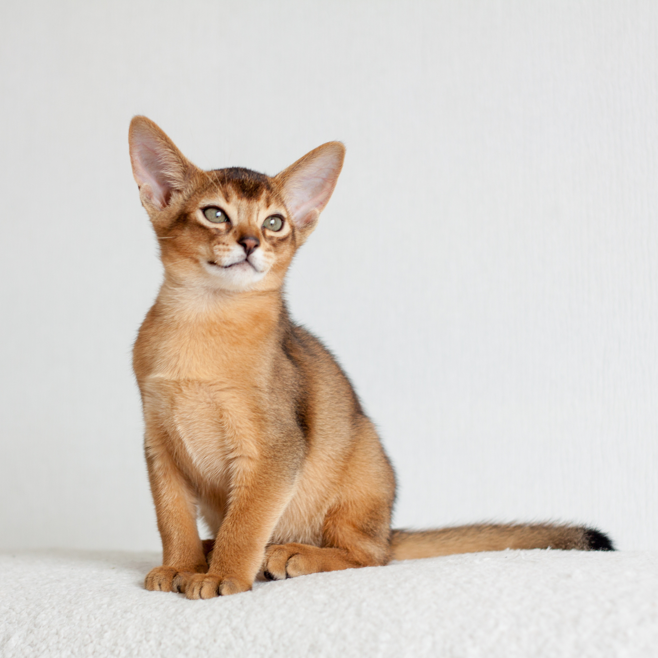 Абессинки. Фотограф жизни в Ижевске Виктория Аксючиц