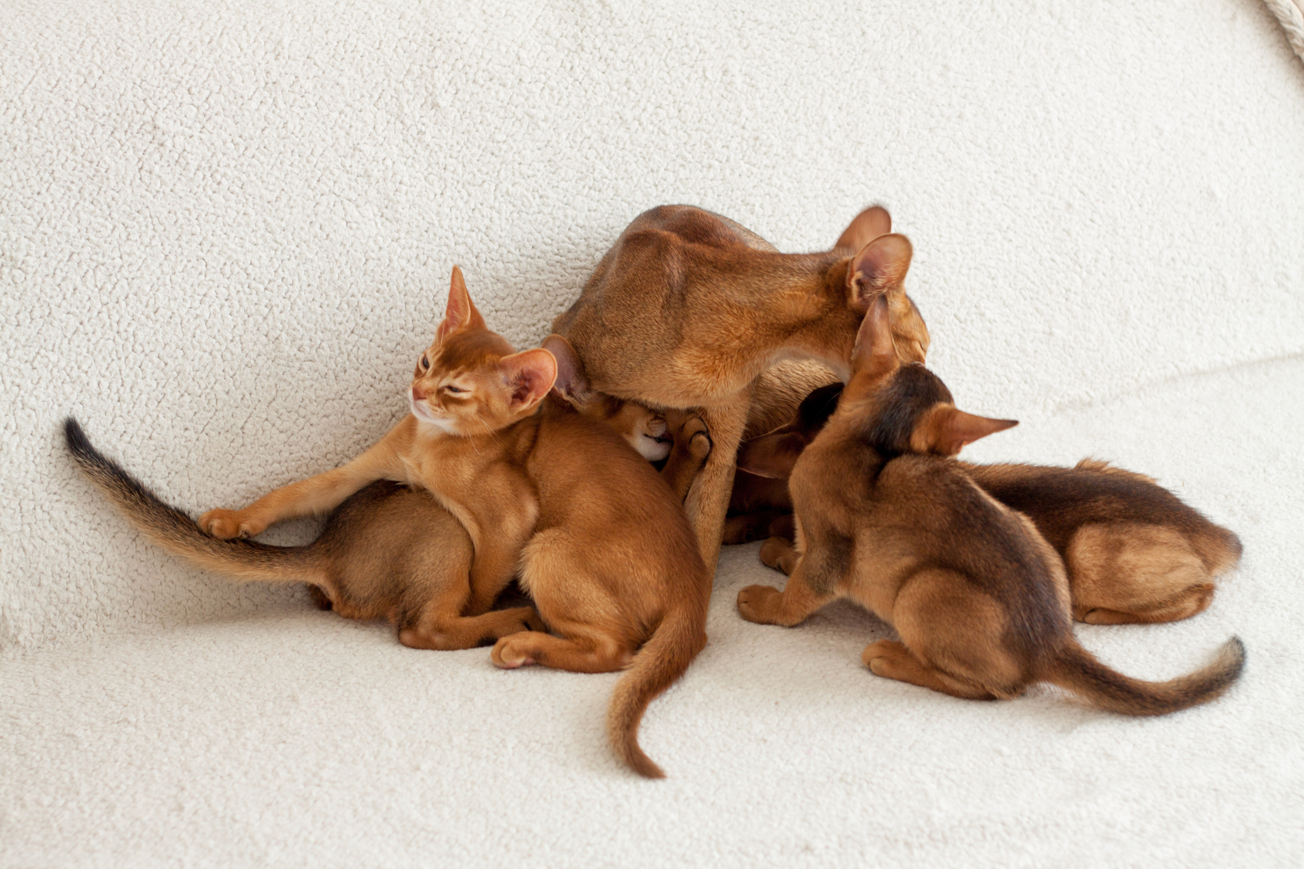 Абессинки. Фотограф жизни в Ижевске Виктория Аксючиц