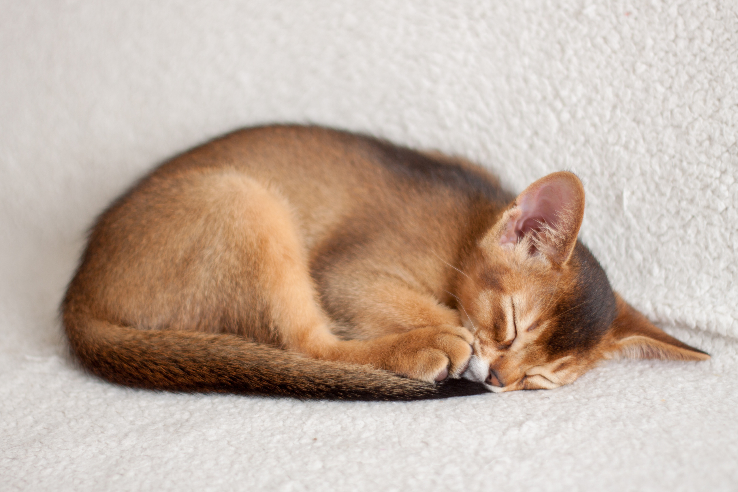Абессинки. Фотограф жизни в Ижевске Виктория Аксючиц