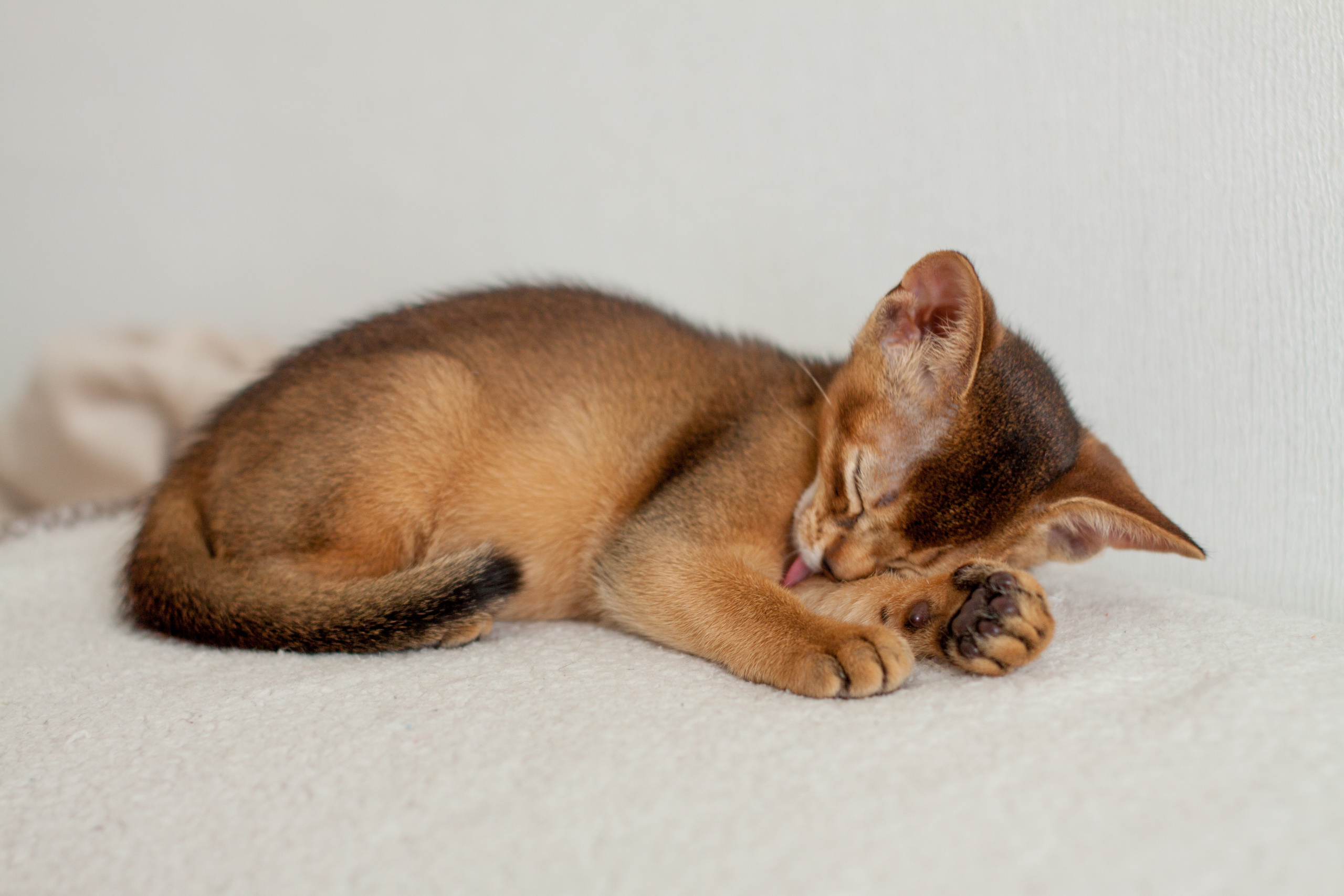 Абессинки. Фотограф жизни в Ижевске Виктория Аксючиц