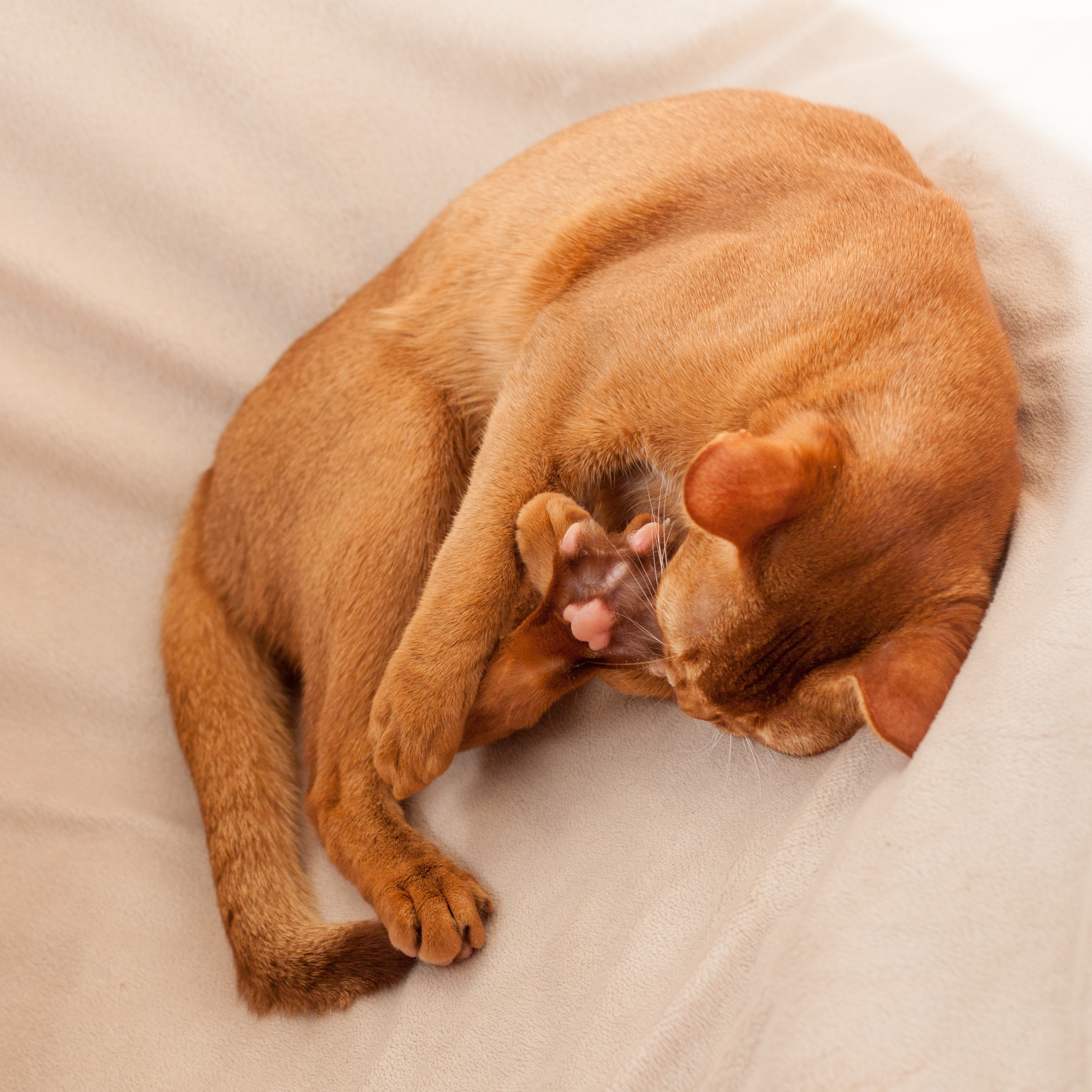 Абессинки. Фотограф жизни в Ижевске Виктория Аксючиц