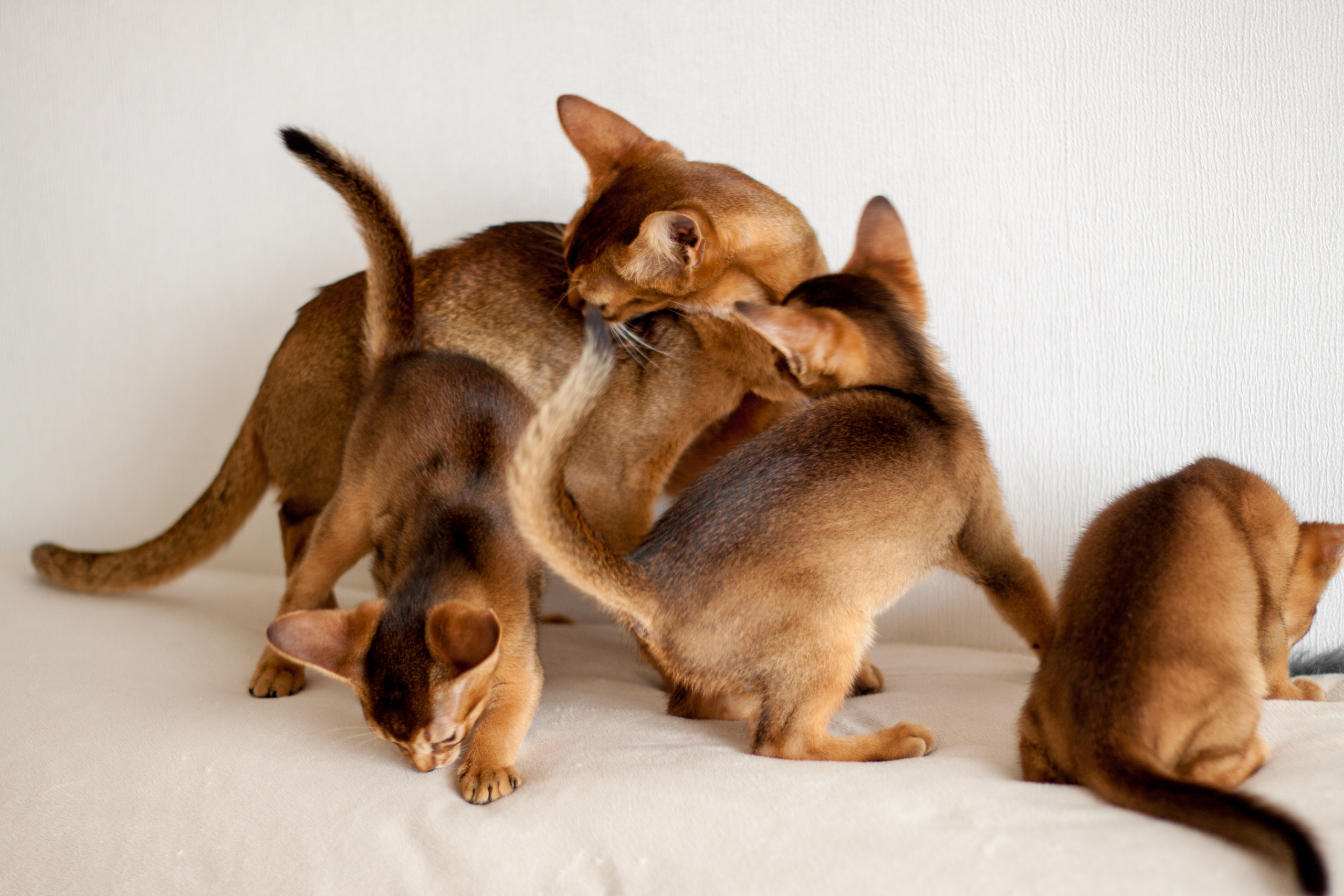 Абессинки. Фотограф жизни в Ижевске Виктория Аксючиц