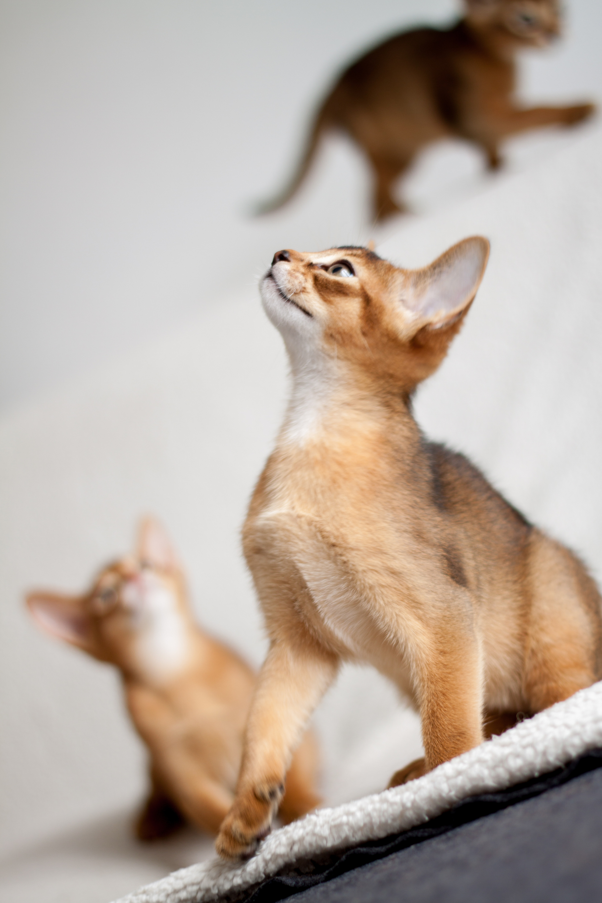 Абессинки. Фотограф жизни в Ижевске Виктория Аксючиц