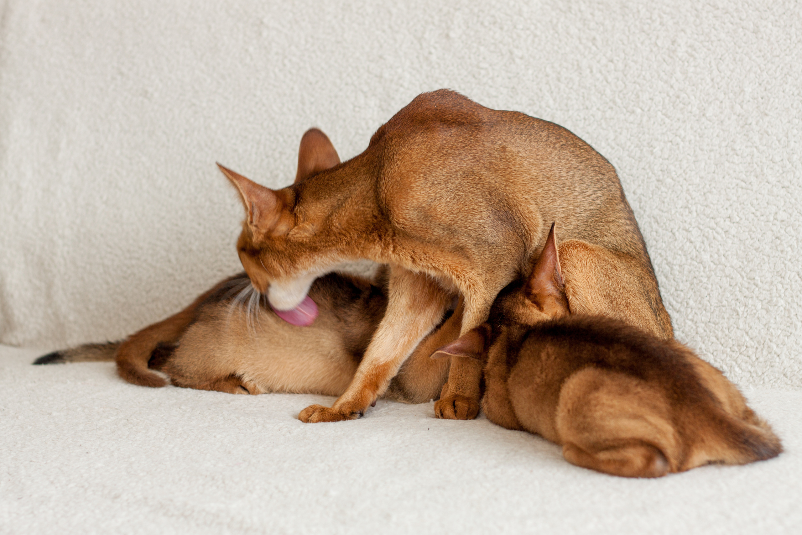 Абессинки. Фотограф жизни в Ижевске Виктория Аксючиц