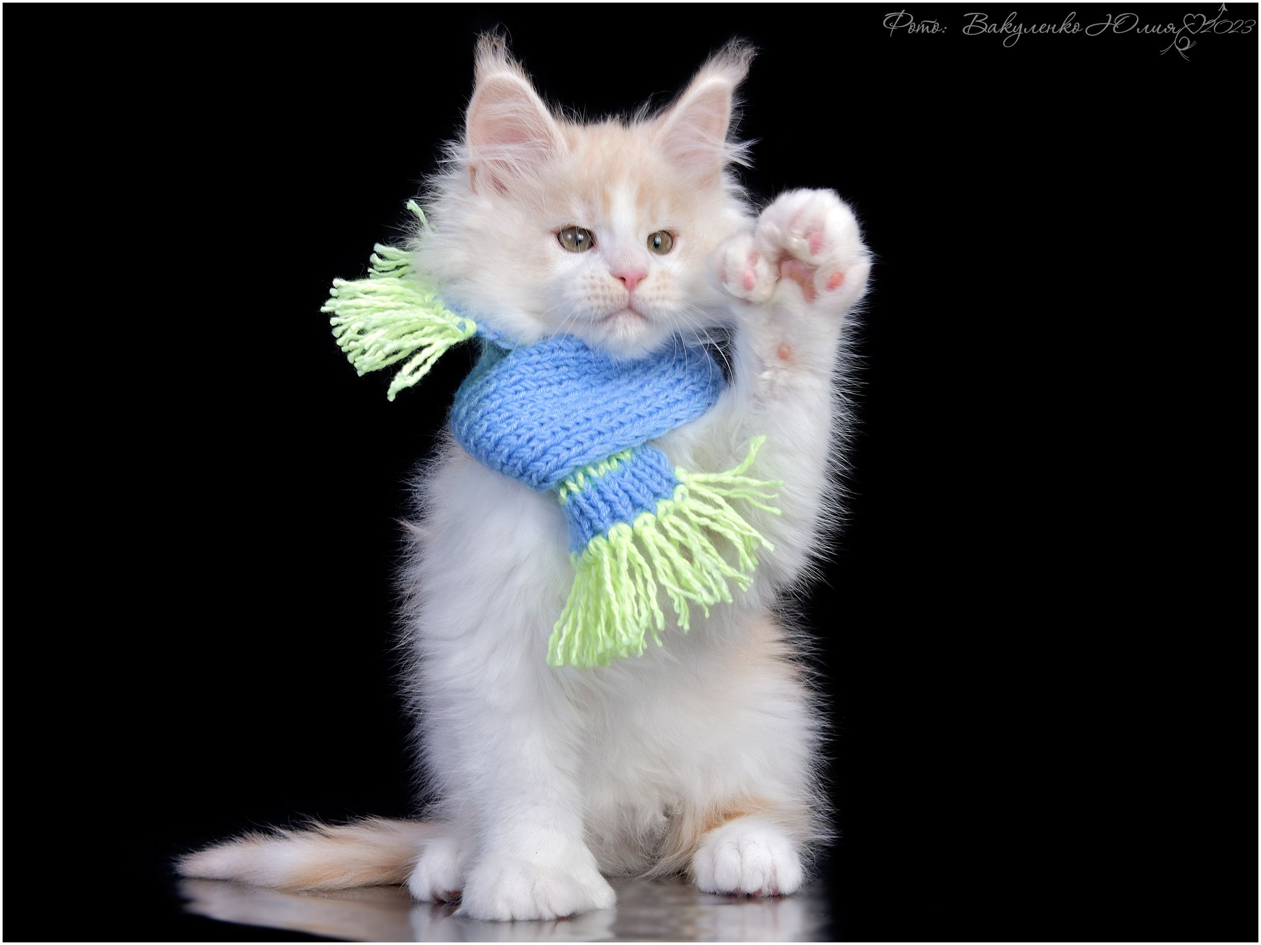 Котята. Фотограф анималист | семейный Юлия Вакуленко, г. Краснодар