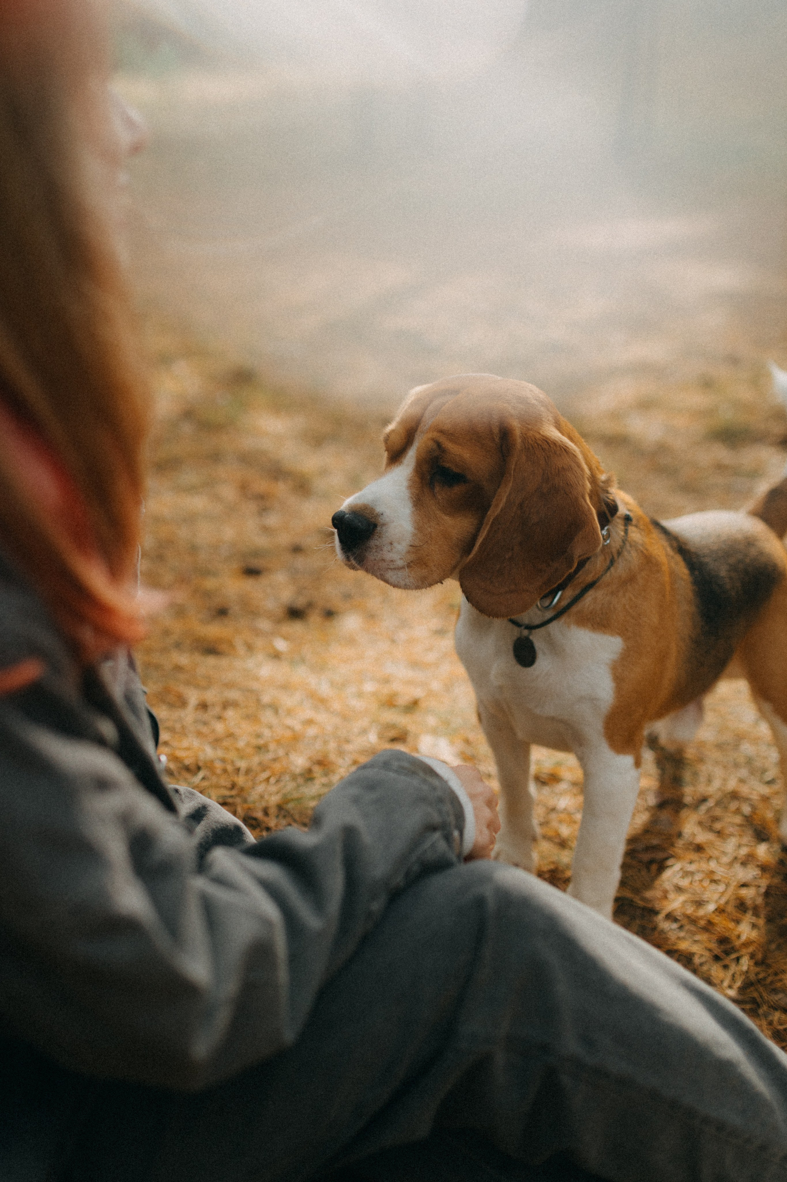 Ксюша & Федя. Прогулка с Лайдом. Фотограф НОГИНСК, Москва, Анастасия Белая