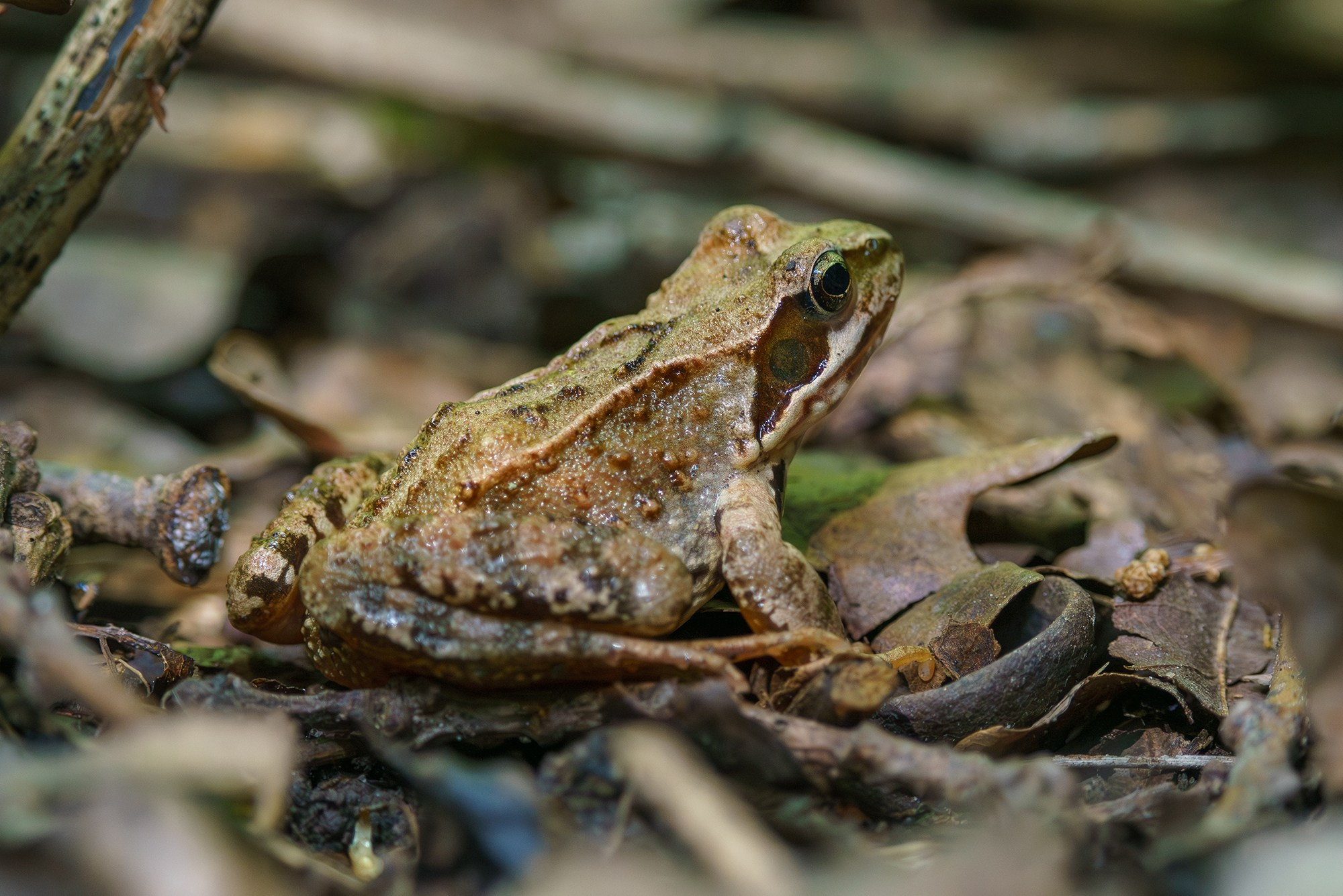 Животные. Ваш личный фотограф Марина Волкова