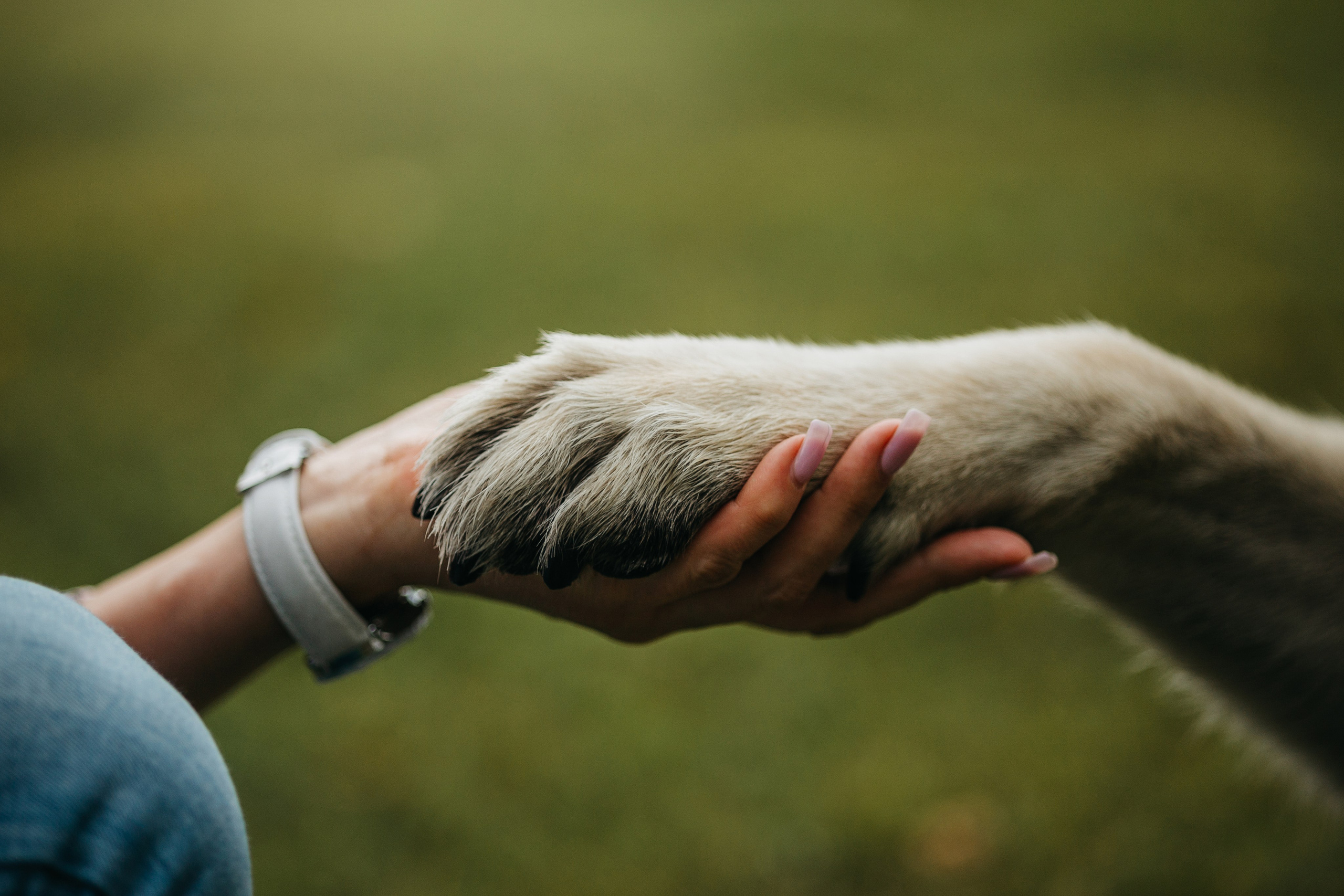 Рей и Ксения. Фотограф — Анималист | Санкт-Петербург