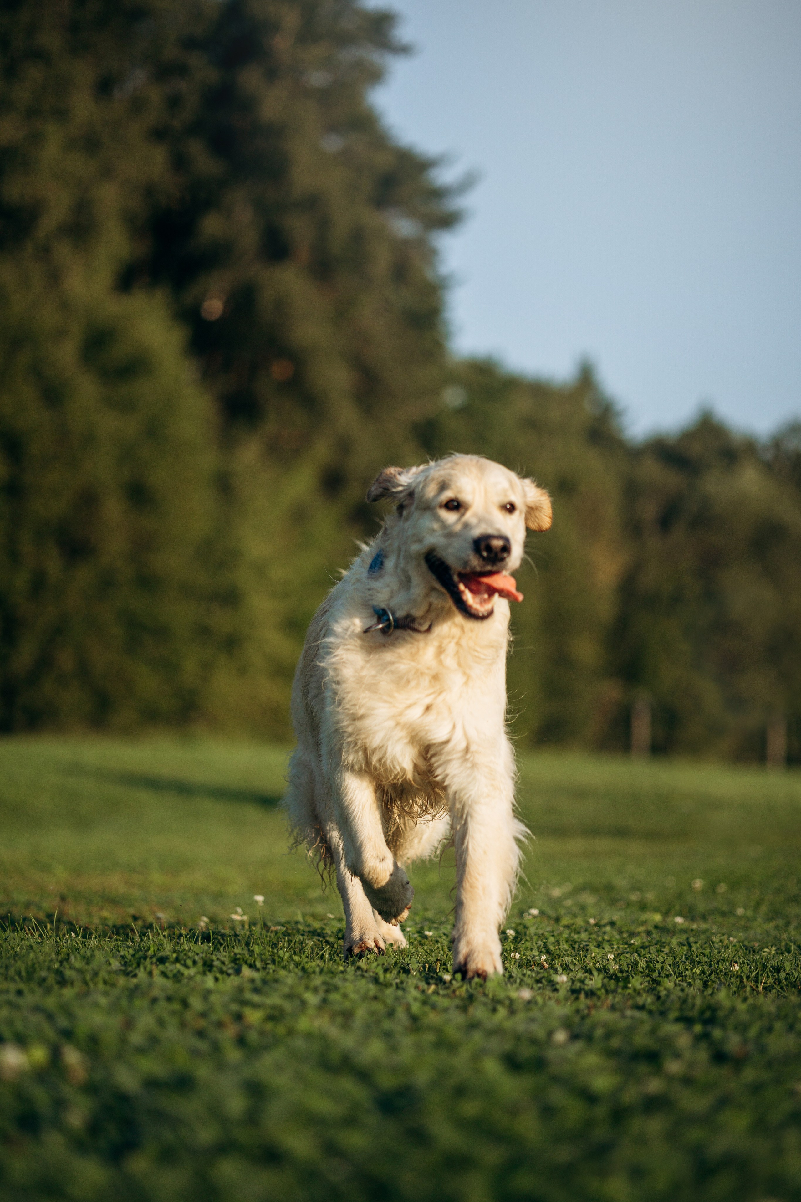 Ирина и ее золотинки. Фотограф — Анималист | Санкт-Петербург