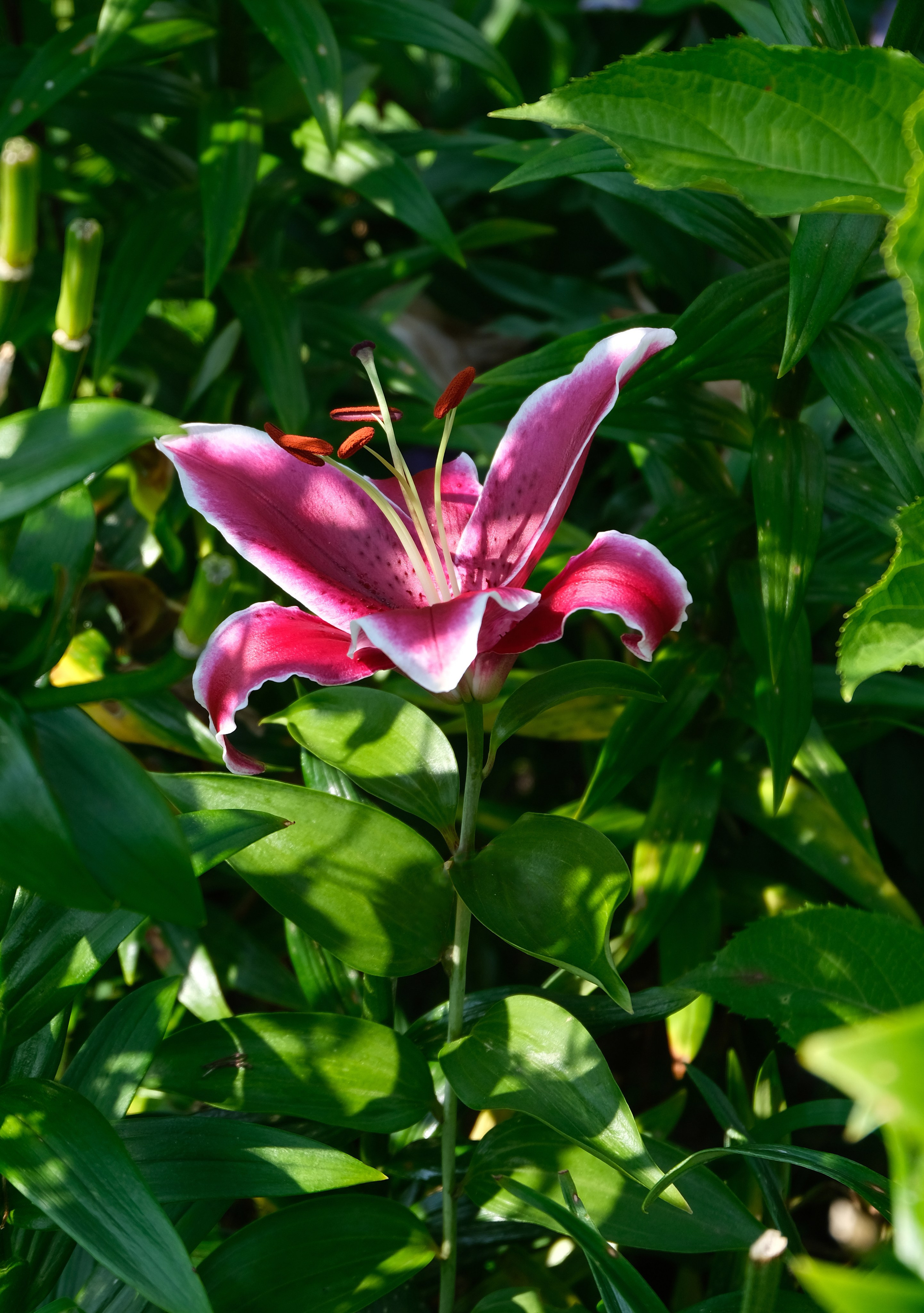 Lílium Distant Drum Цветок лилия