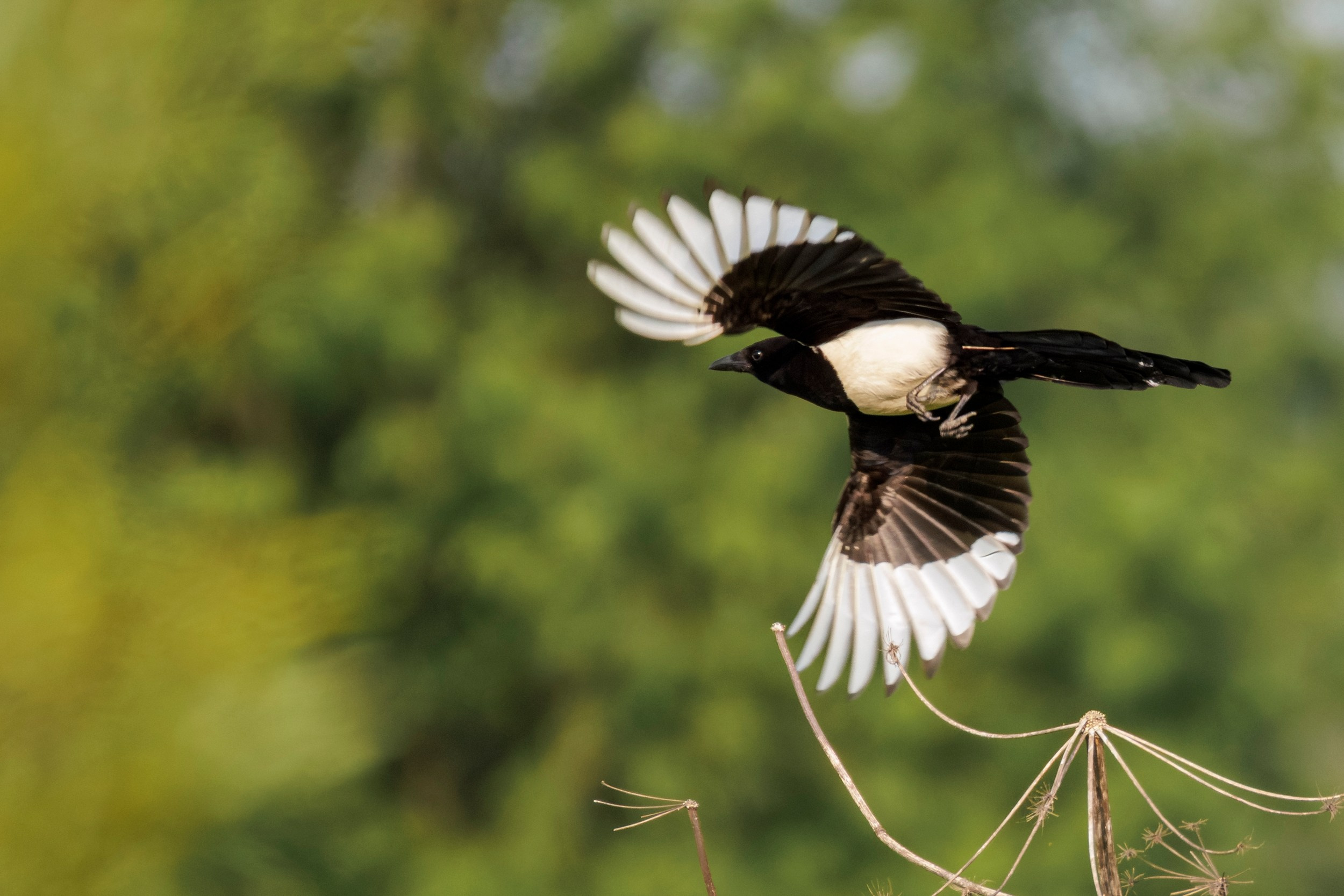 Полет сороки снятый на камеру