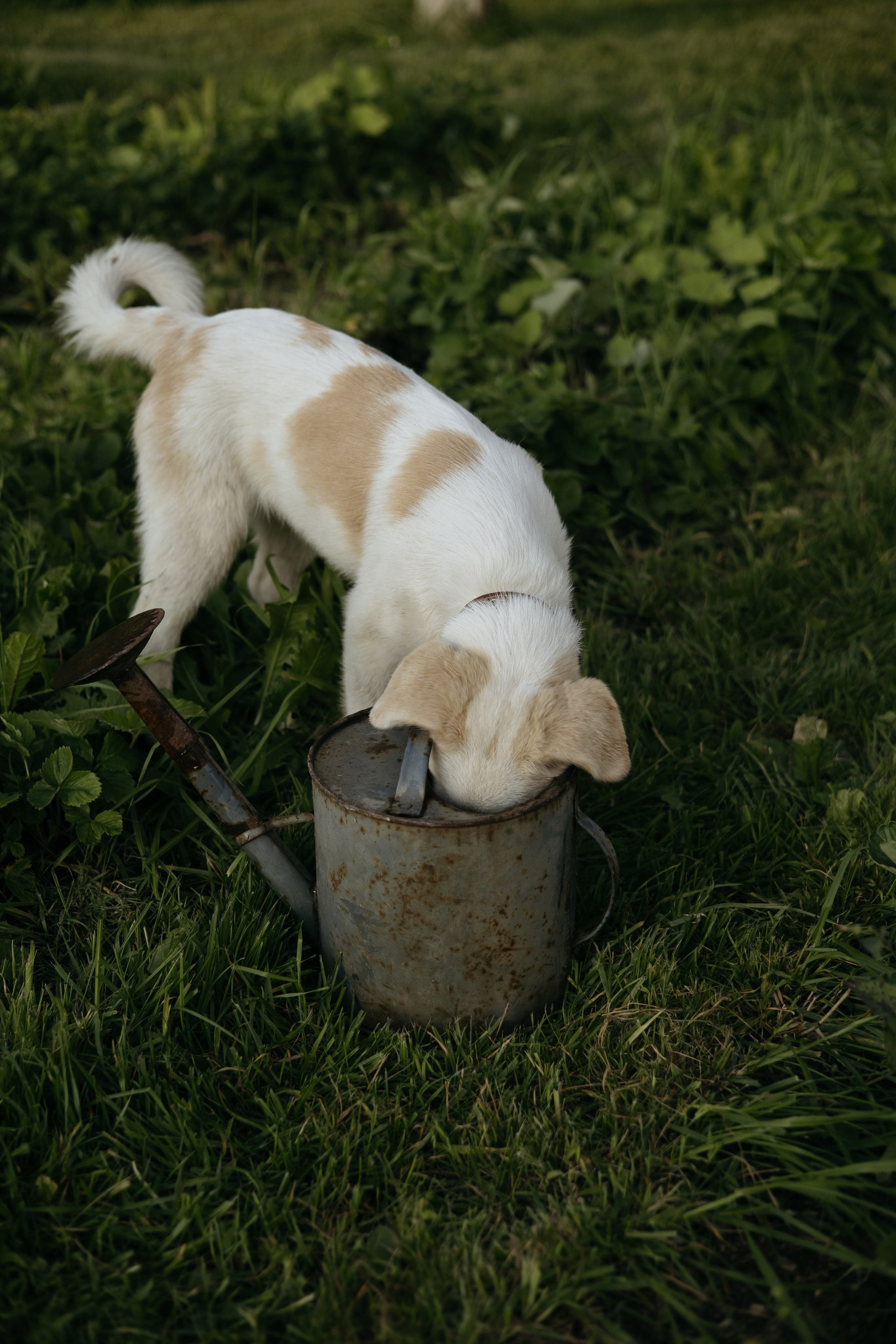 ДИНИЯ. Фотограф Элла Ефимова