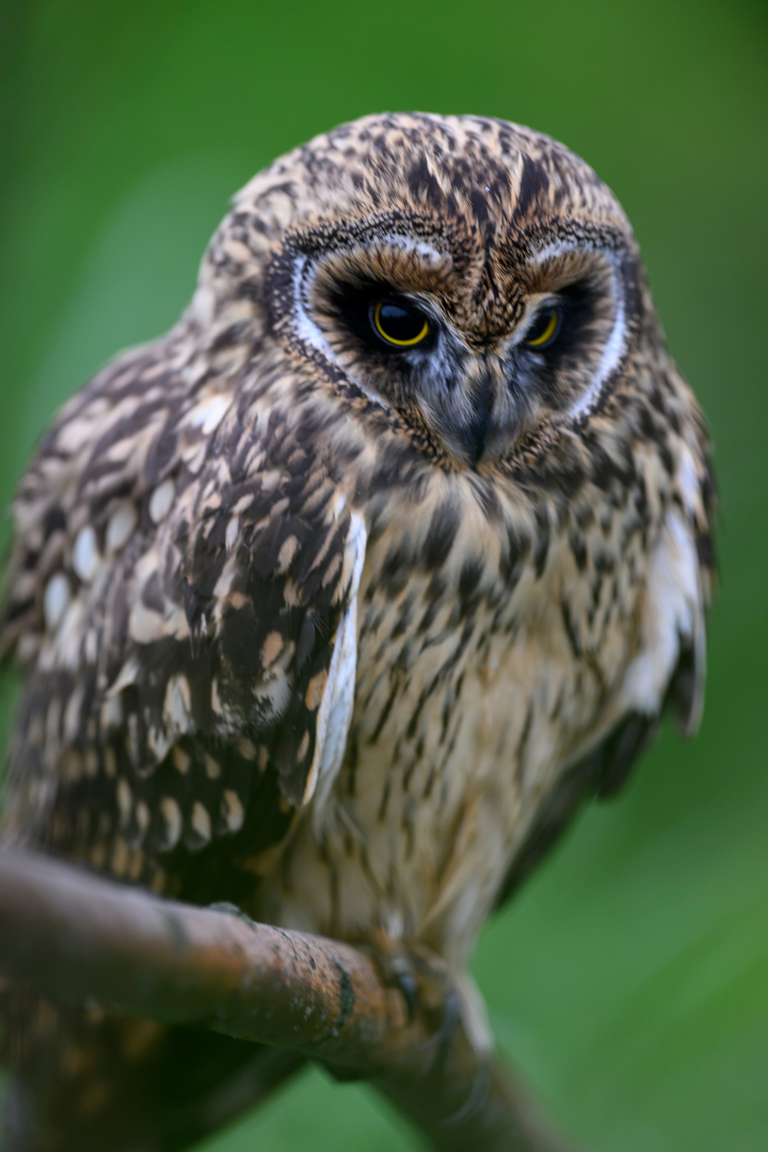 Фотосессия совенка | Owlet photo session. Фотограф Сергей Пупонин