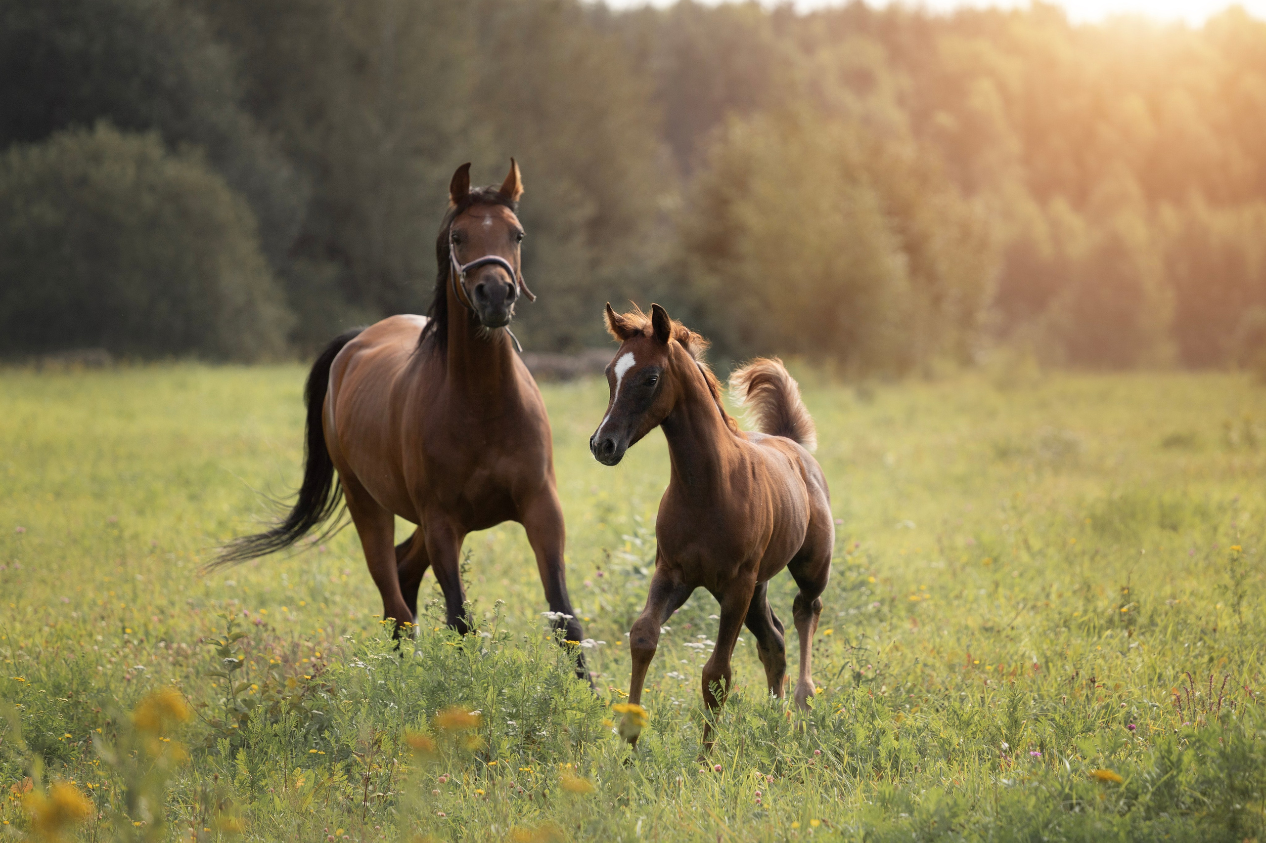 Фотосъёмка лошадей. Семейный и анималист фотограф в Переславле Анастасия Гусева