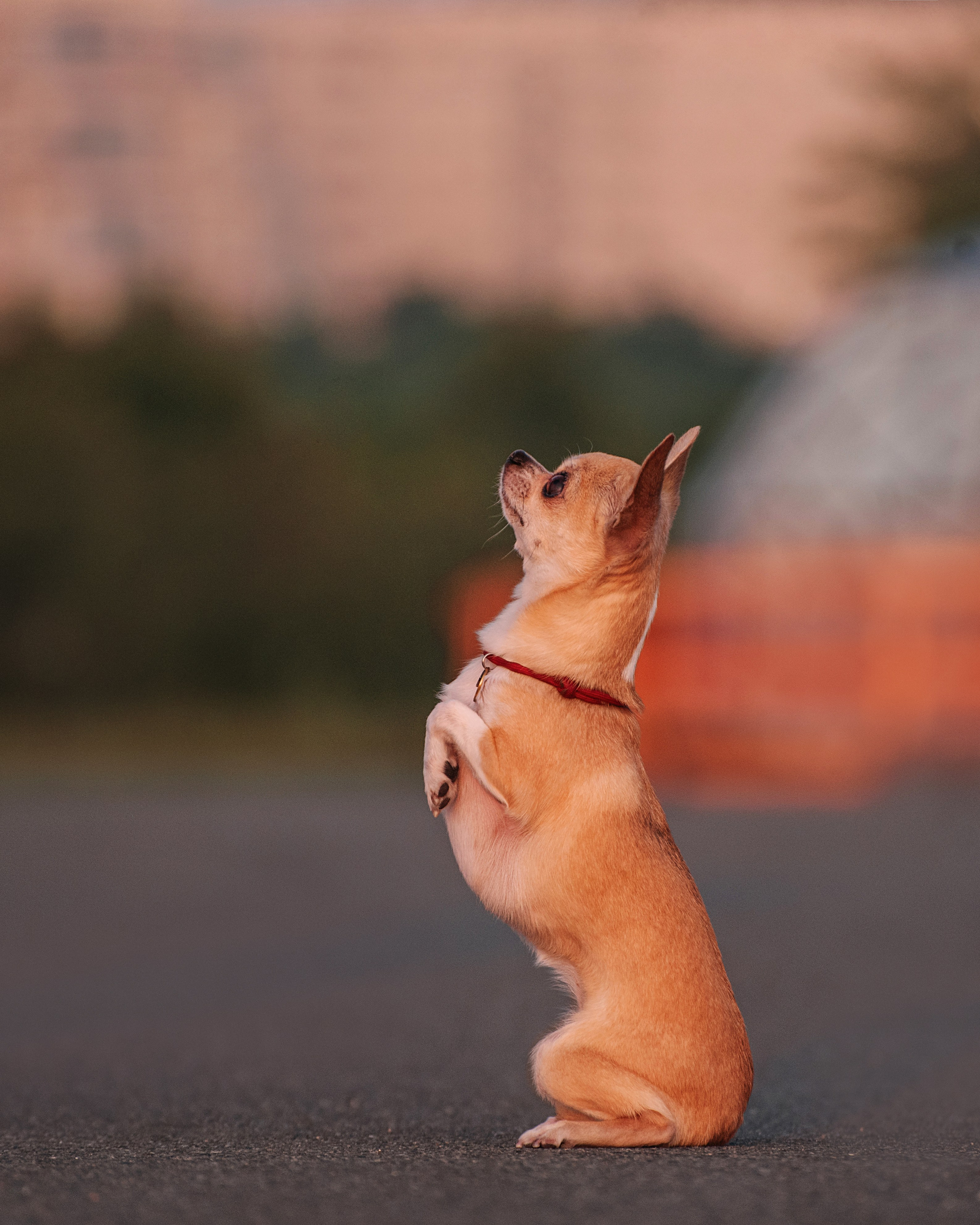 Прогулка: чихуахуа Хенни и Алина во Владивостоке. Портфолио