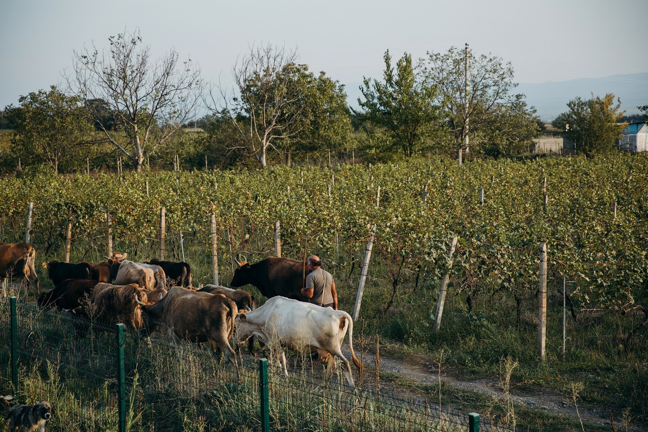 Максим и Алена. Свадебный фотограф в Москве и МО Александр Ласковенков