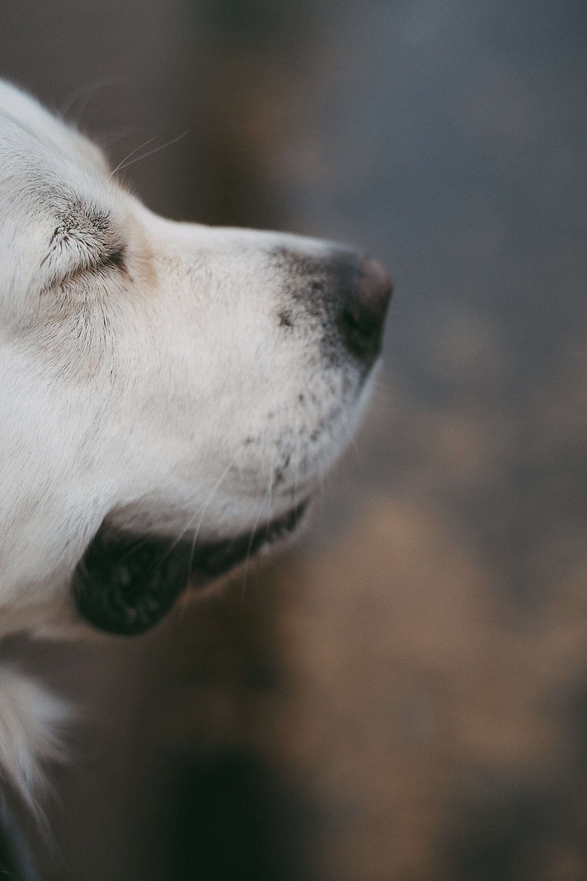 Лена и Мерлин. Фотограф анималист в Москве и Санкт-Петербурге Свиридова Анна