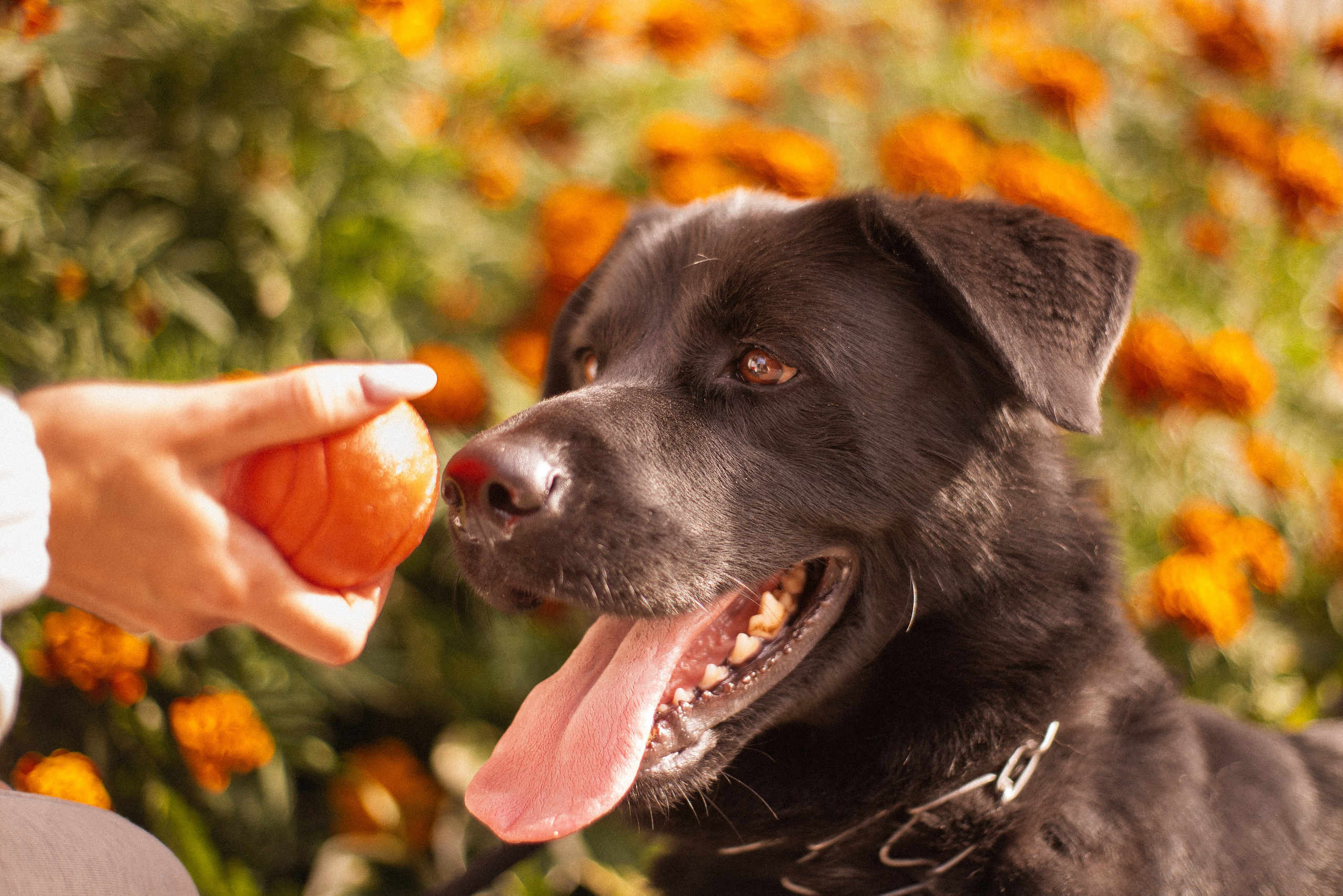 Анна и Лаки. Фотограф-анималист Мария Баркевич | Москва
