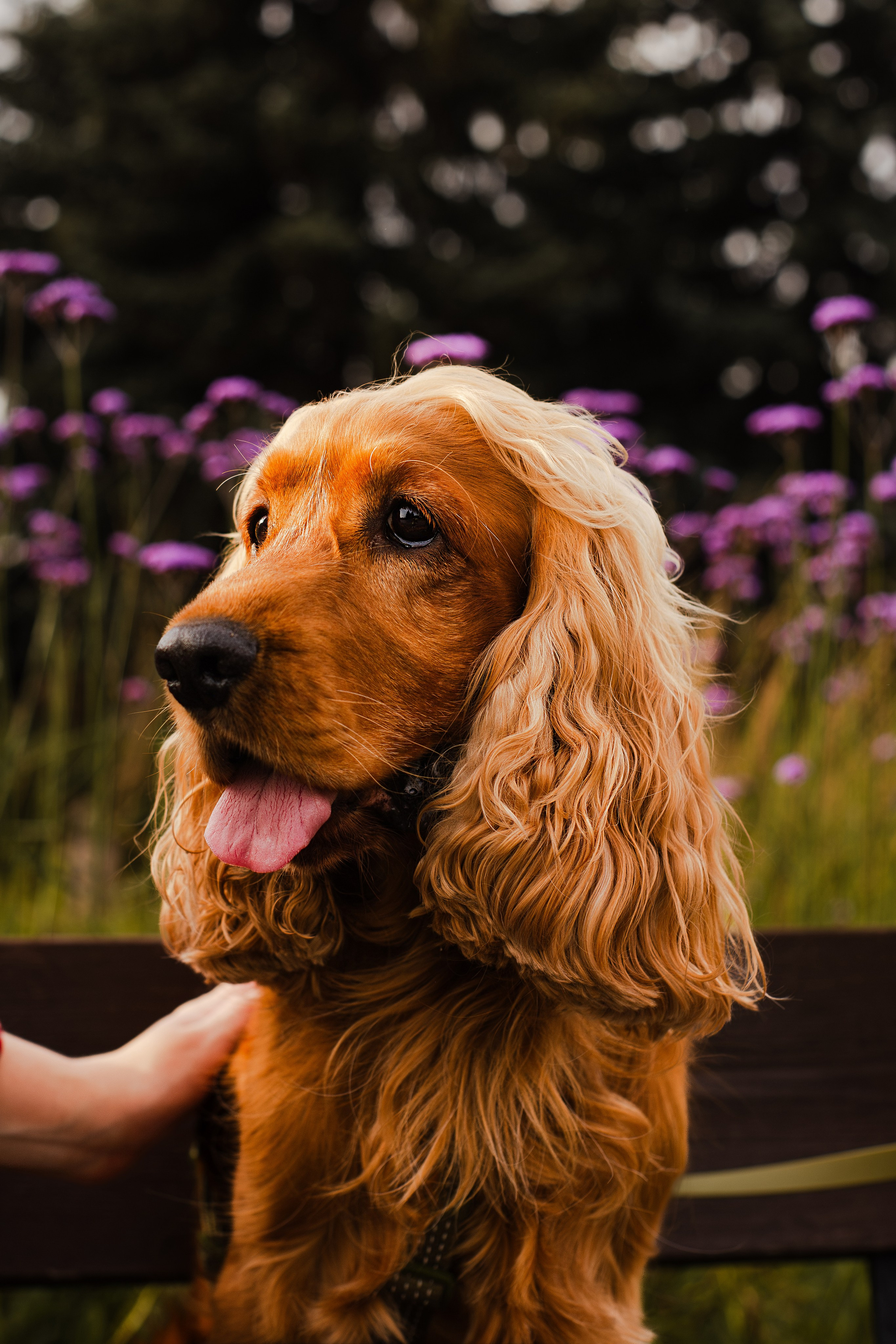 Арина, Паша и Арчер. Фотограф-анималист Мария Баркевич | Москва