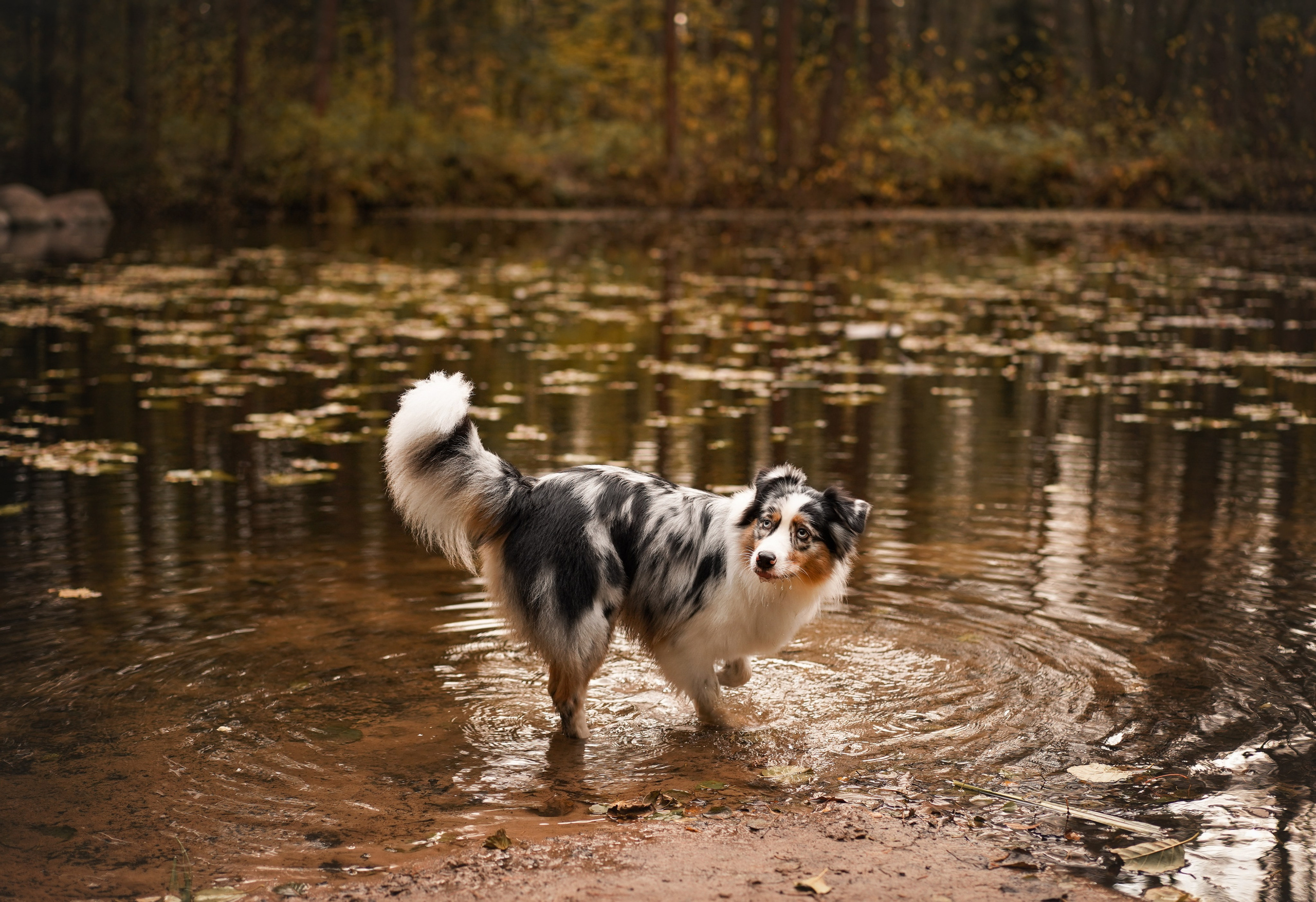 Соня Гавриил и Юкки. Фотограф-анималист в Санкт-Петербурге Яна Мартынова