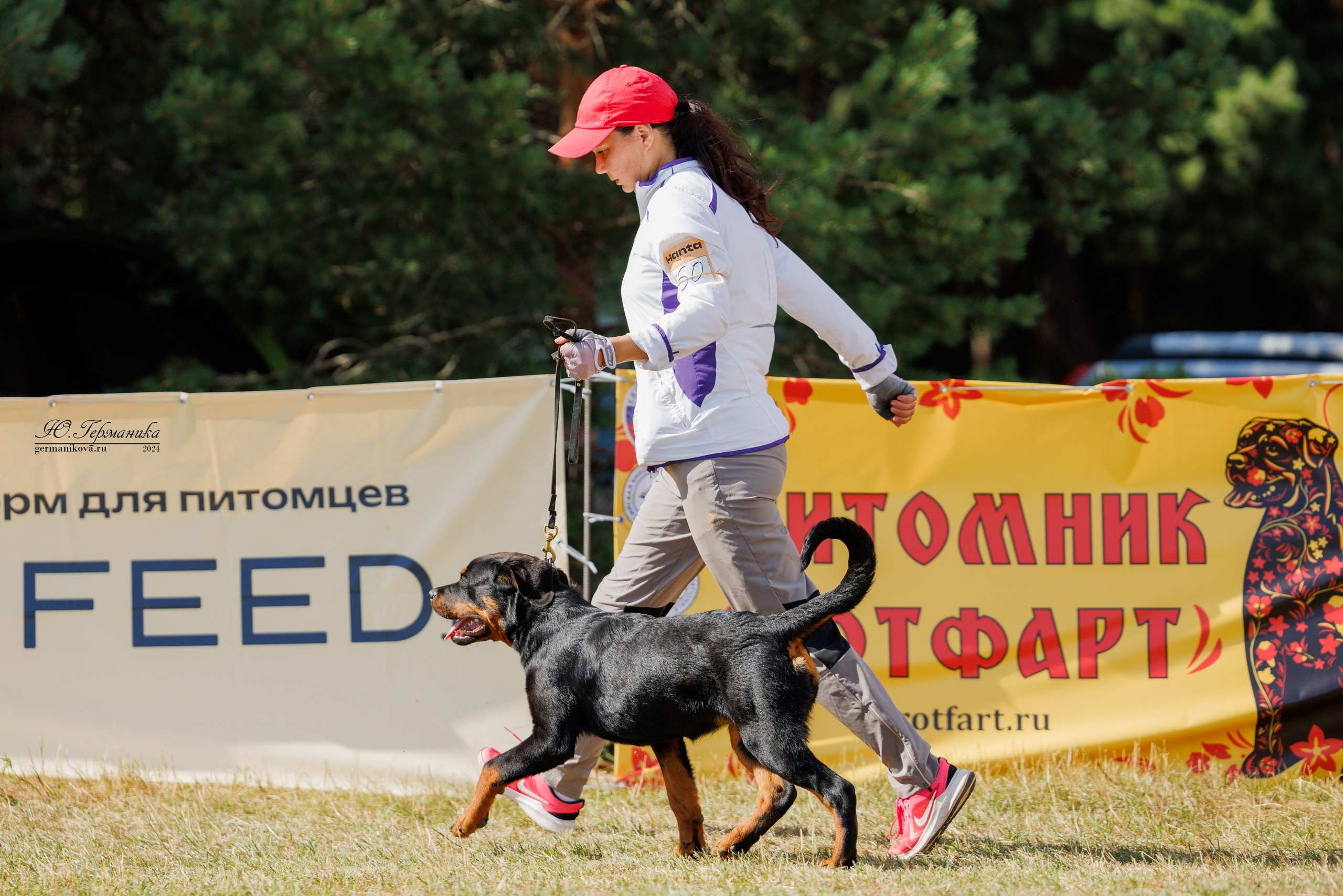 ПК и КЧК ротвейлеры Тверь 6-7.07.2024. Фотограф-анималист Юлия Германика