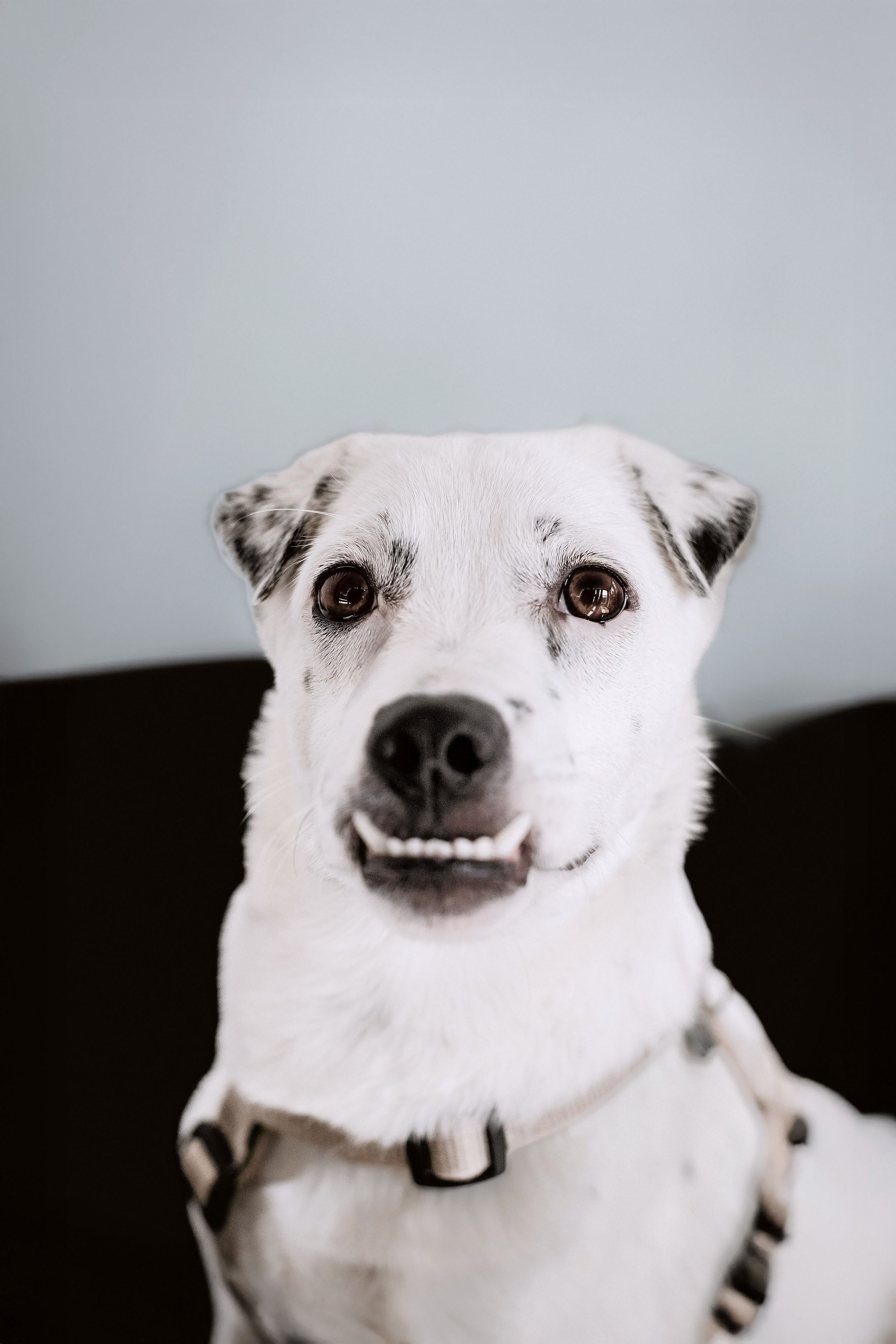 Студия лето 2025. Фотограф-анималист Татьяна Степанова