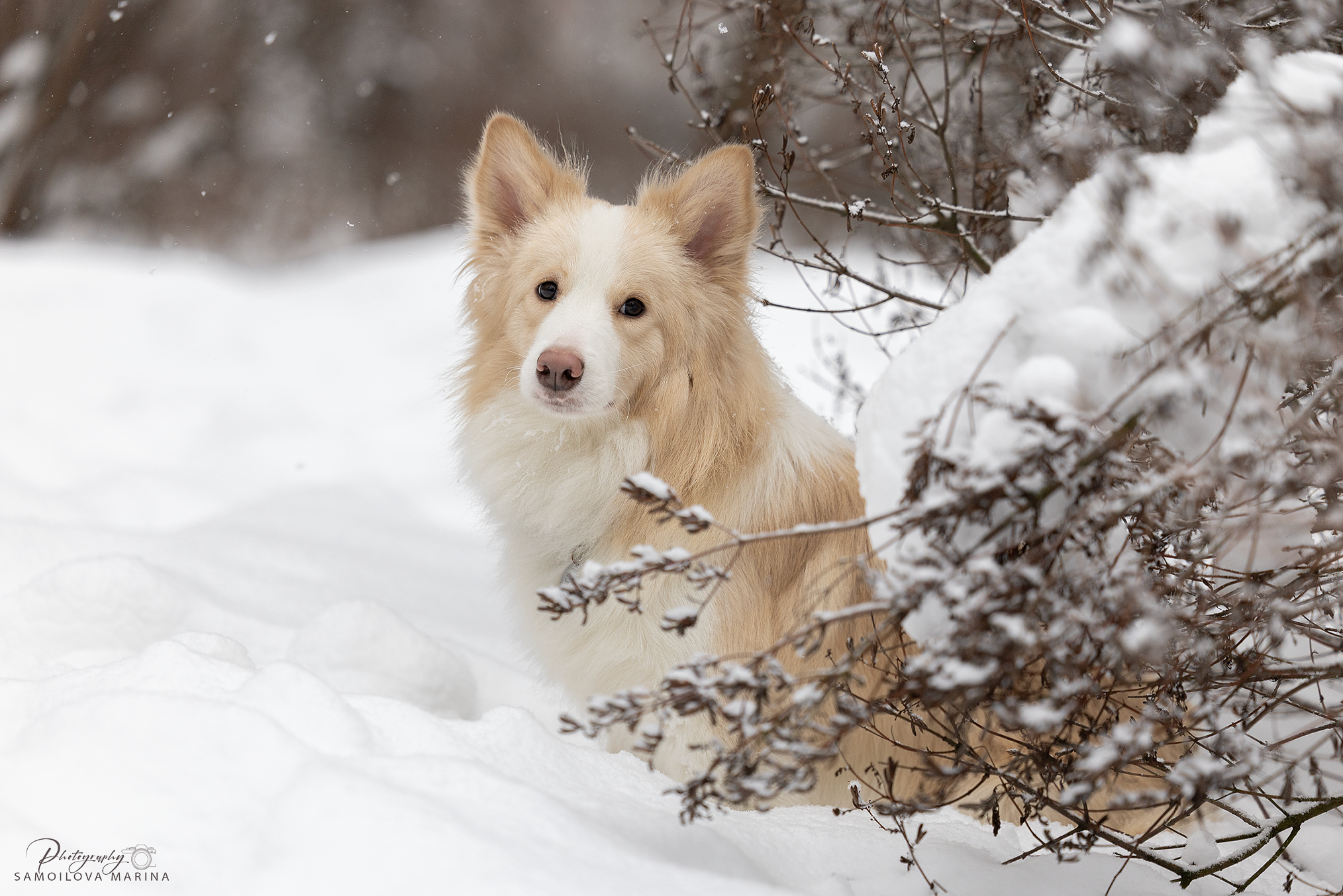 Собаки. Фотограф-анималист в Москве и МО Самойлова Марина